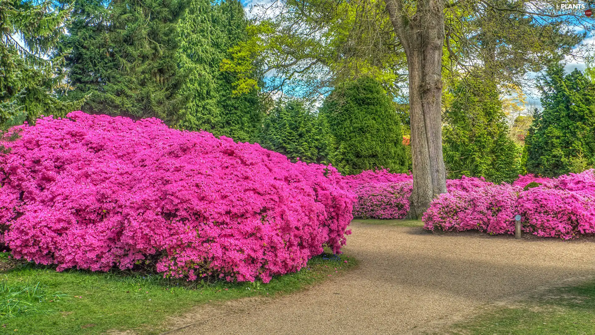 trees, Park, Bush, lane, viewes, Rhododendrons
