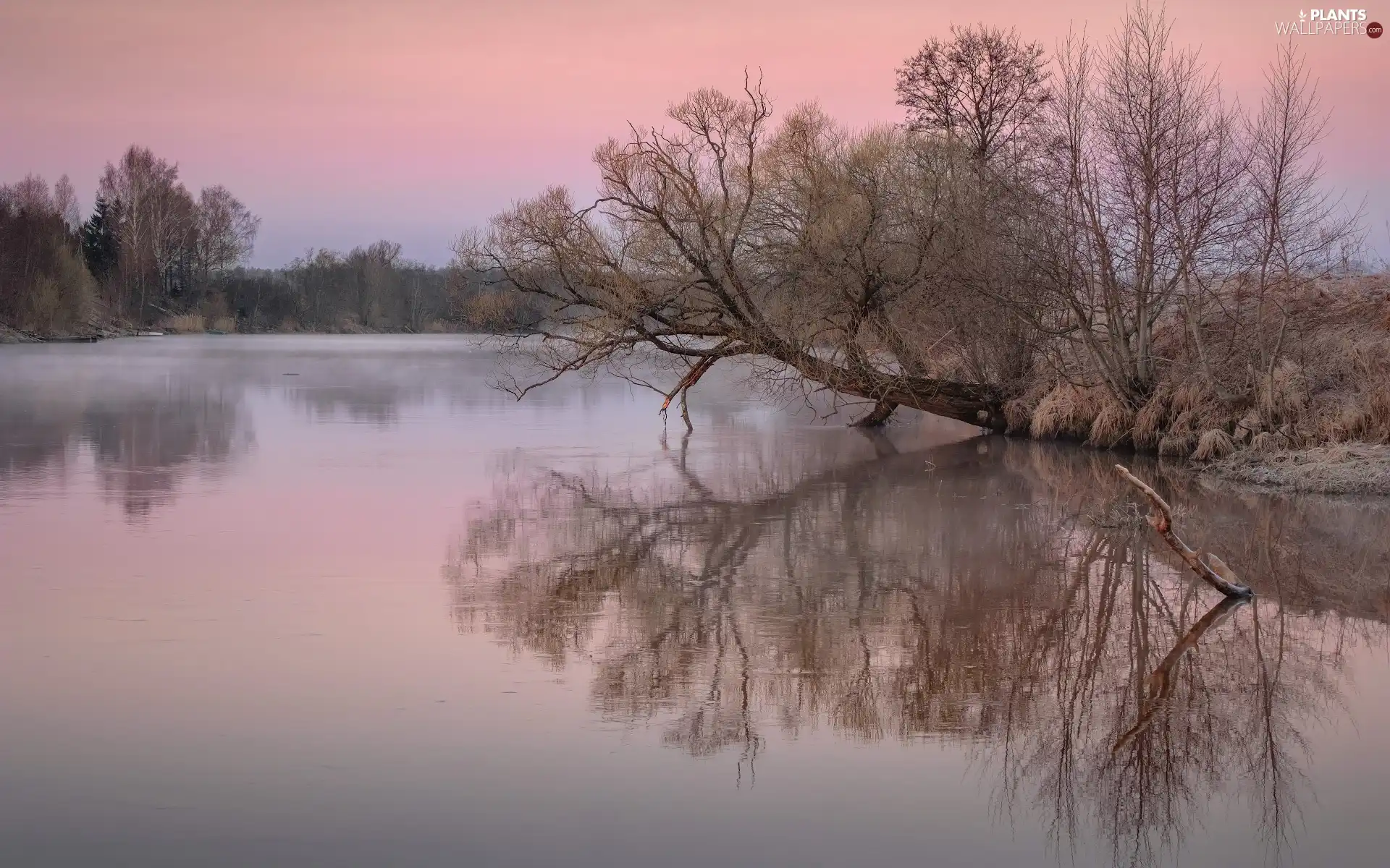 trees, dawn, Latgale, inclined, Dubna River, reflection, Latvia