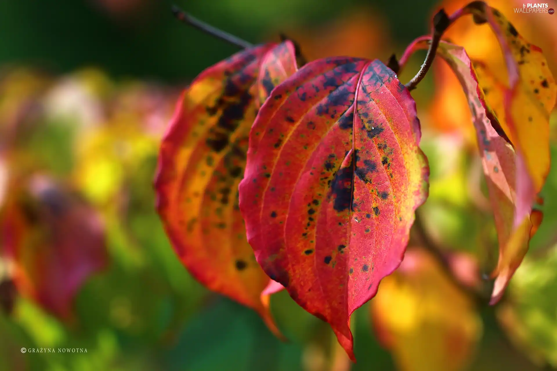 Leaf, color, Autumn