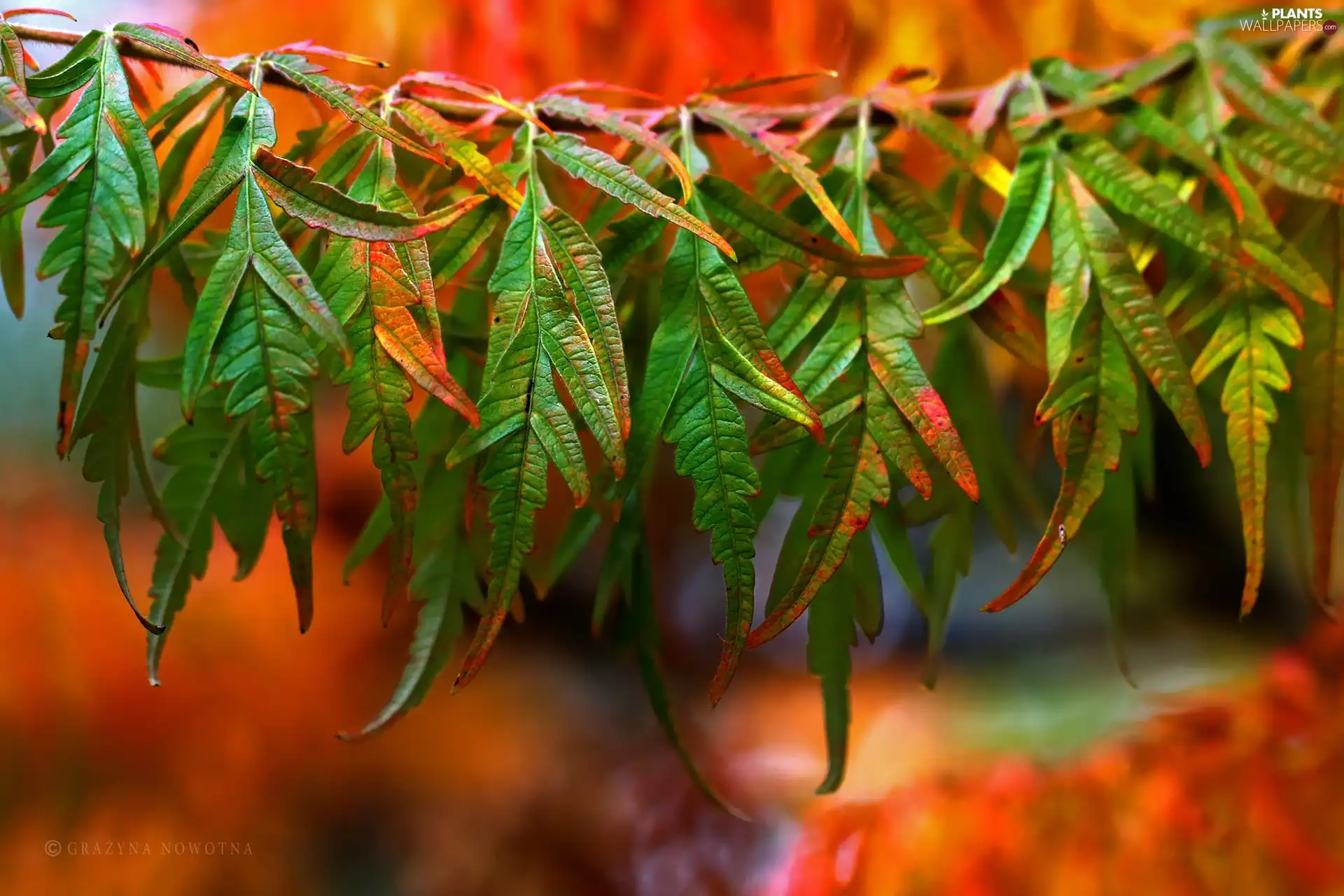 Leaf, color, Autumn