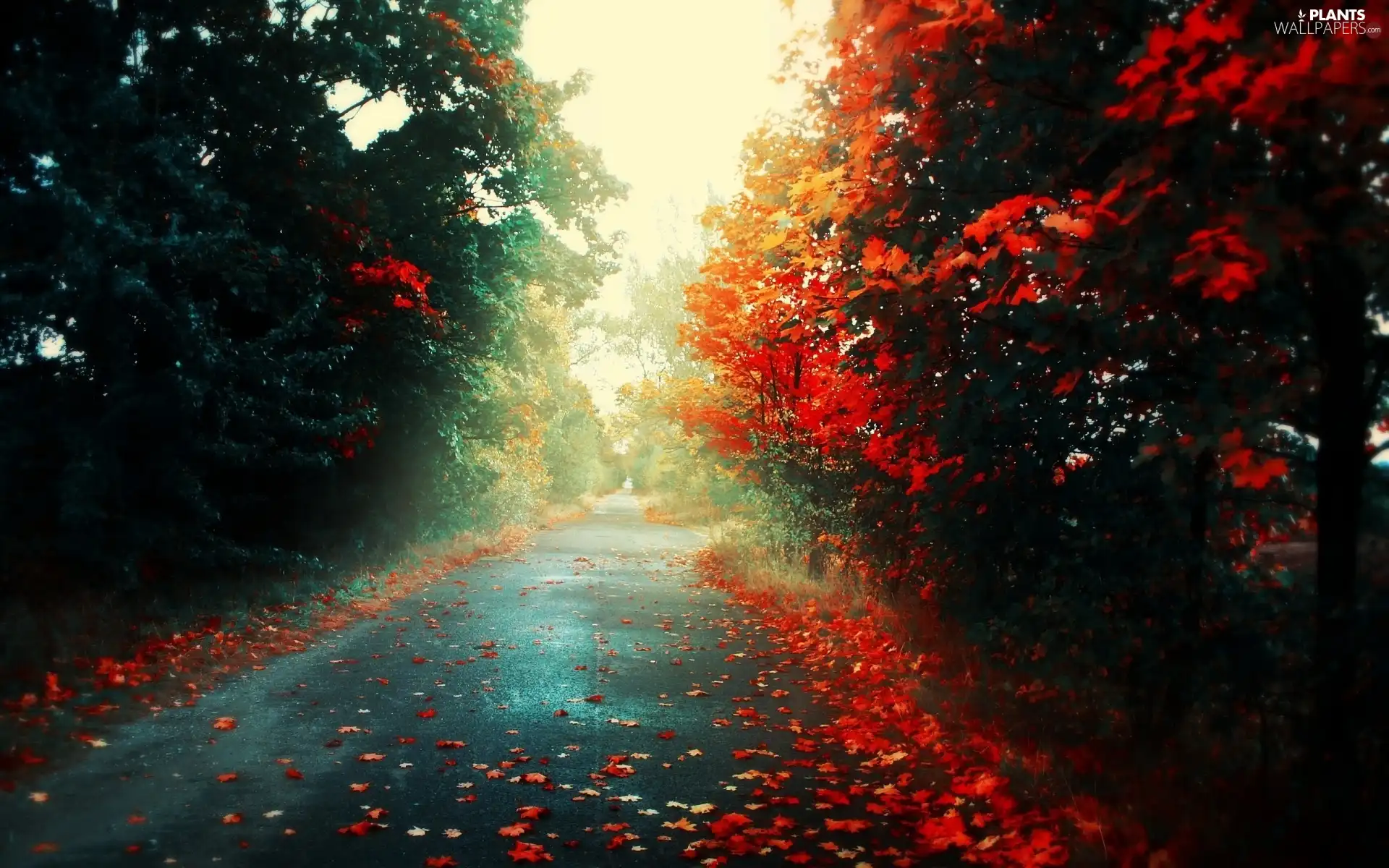 autumn, Red, Leaf, Way