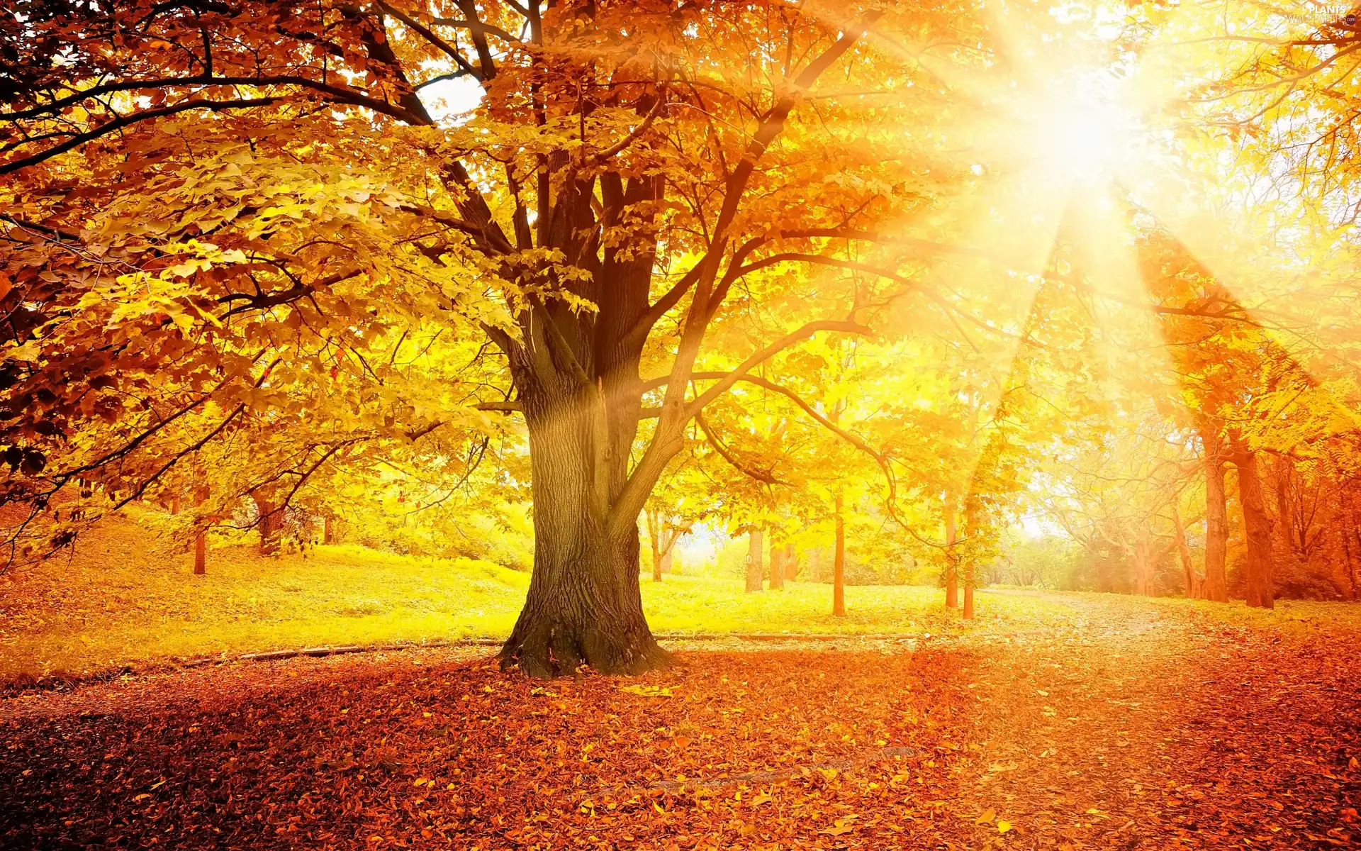 rays of the Sun, Leaf, autumn, trees