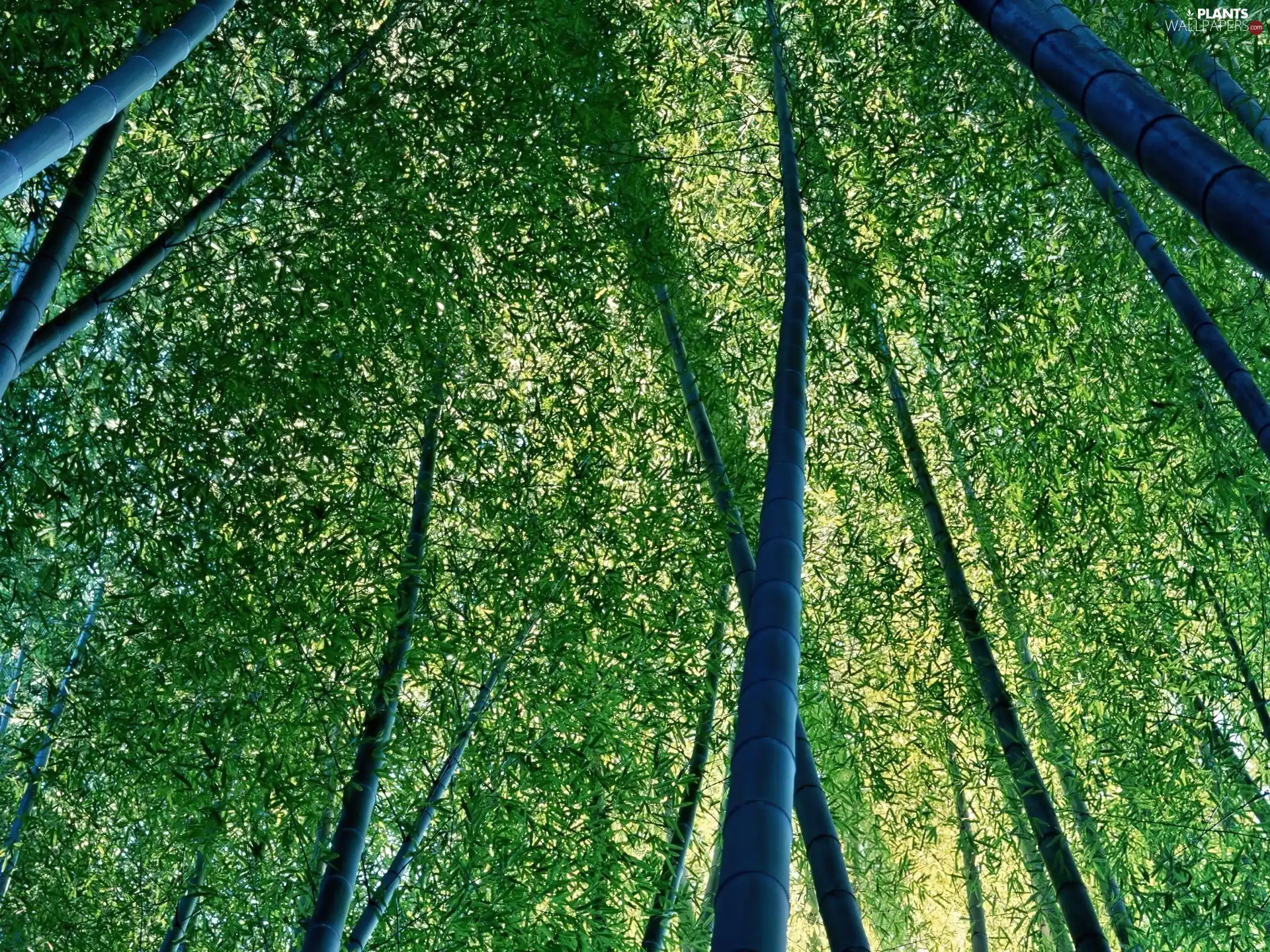 bamboo, viewes, Leaf, trees