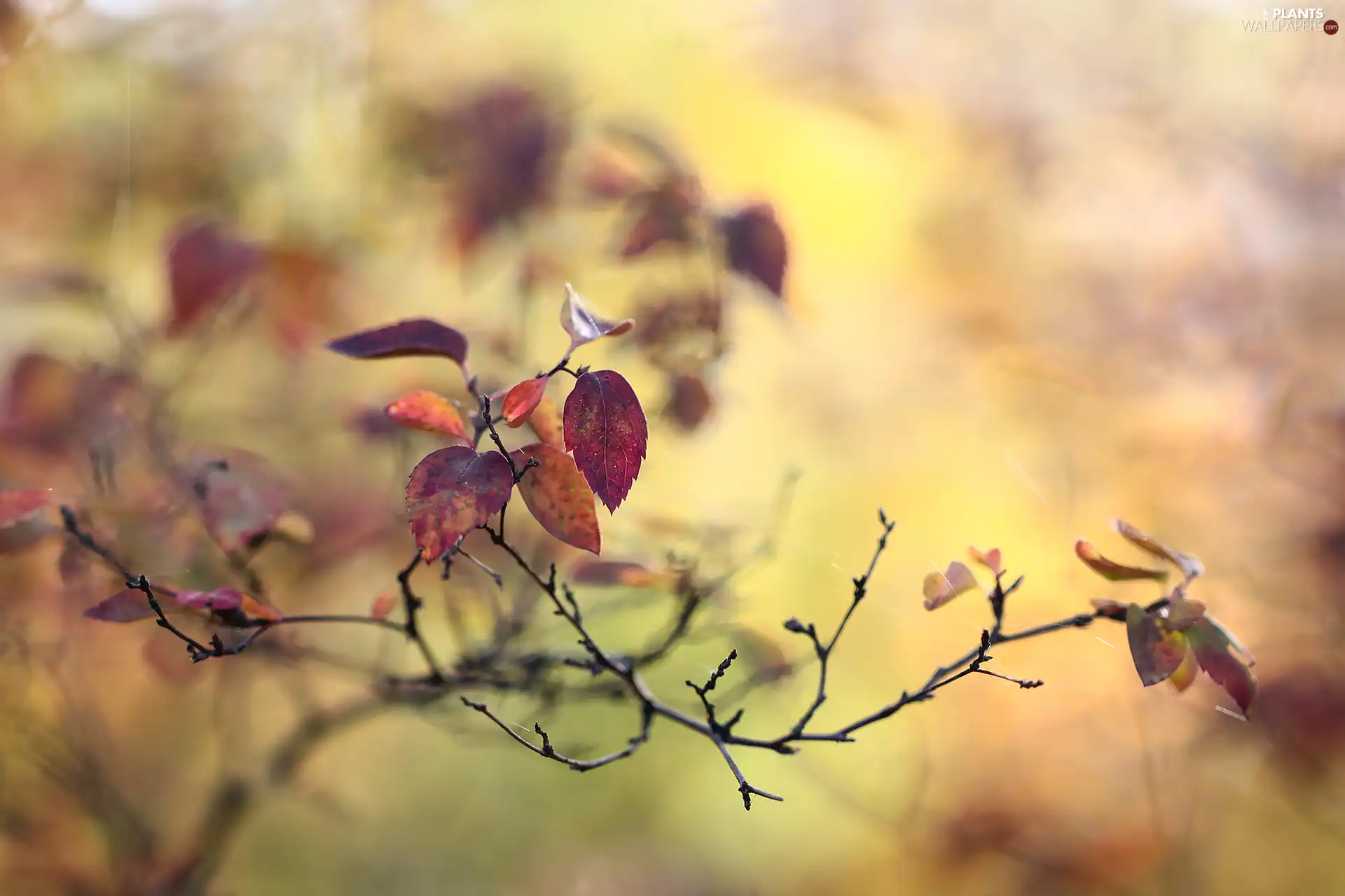 twig, Leaf, blurry background, Autumn