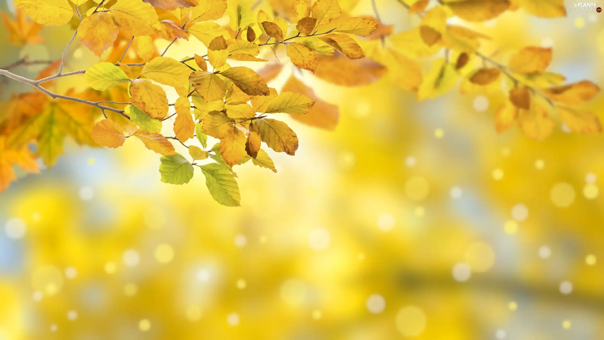 blurry background, Autumn, Leaf