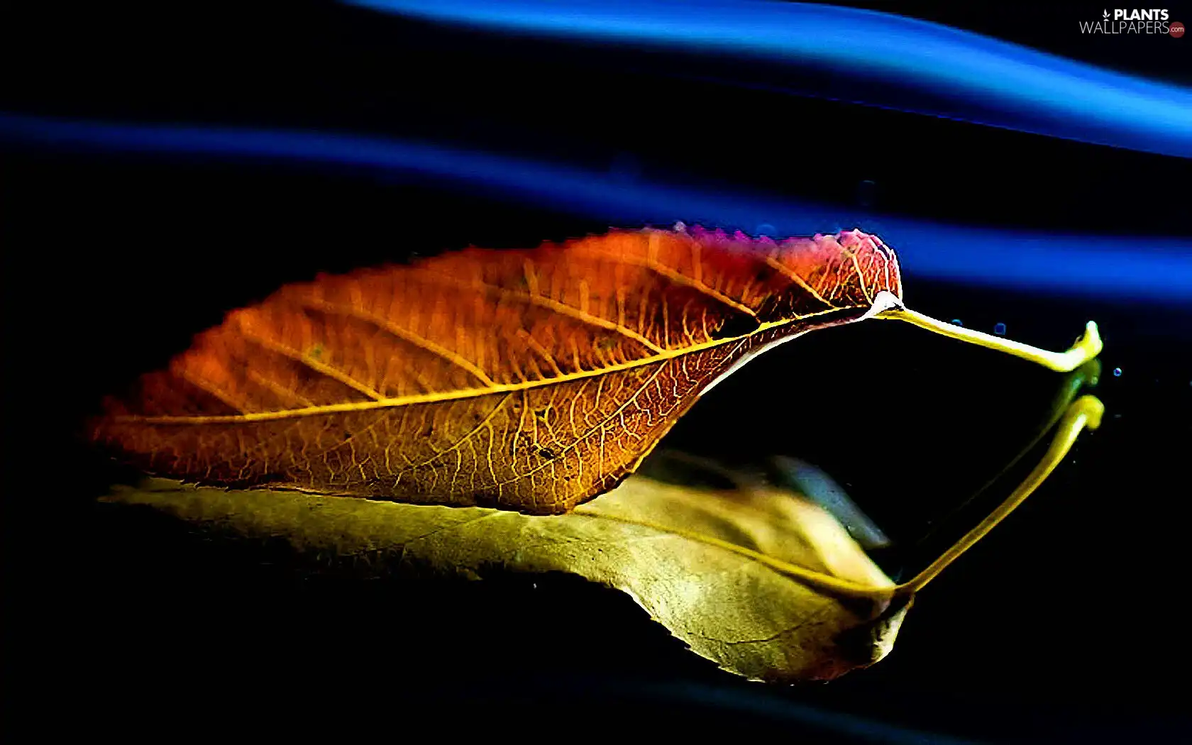 color, leaf