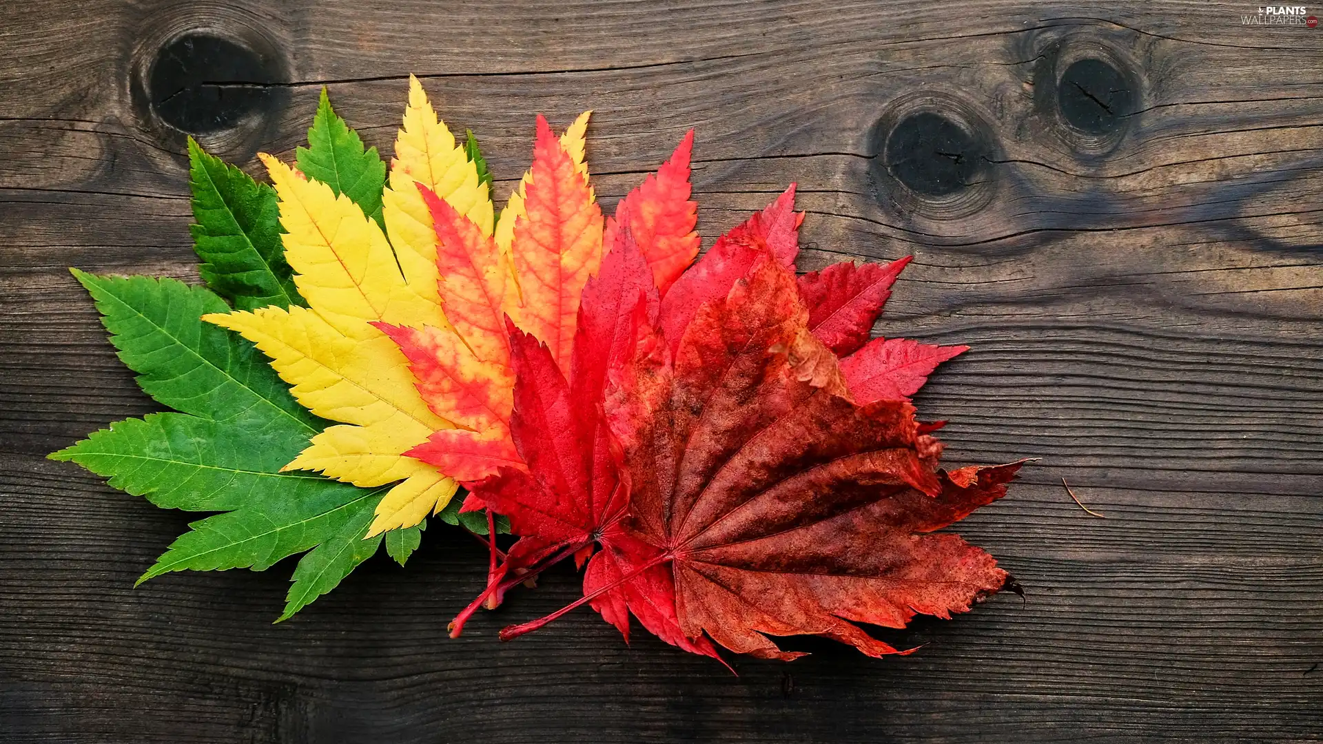 color, maple, Wood, Leaf