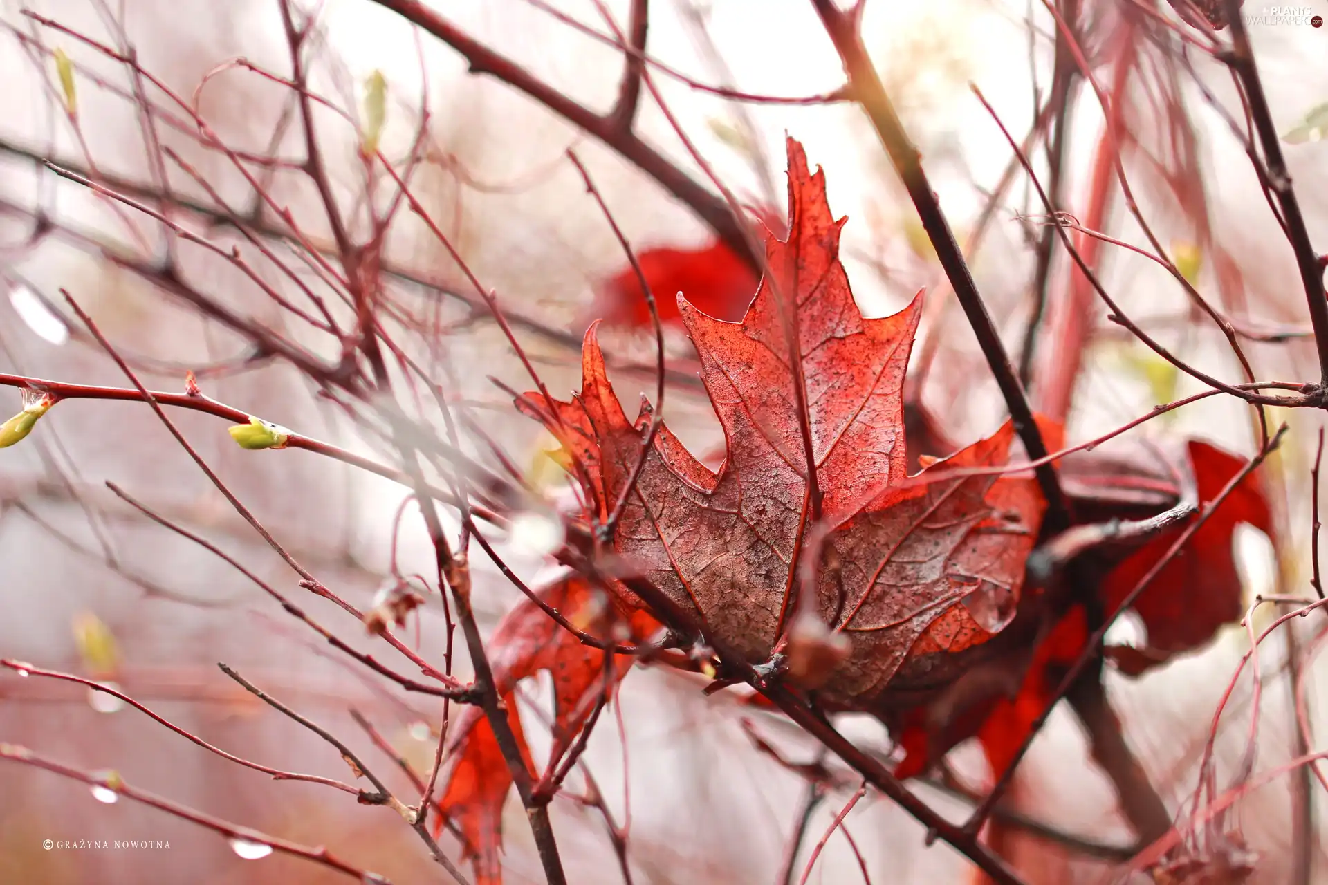 leaf, Red, dry