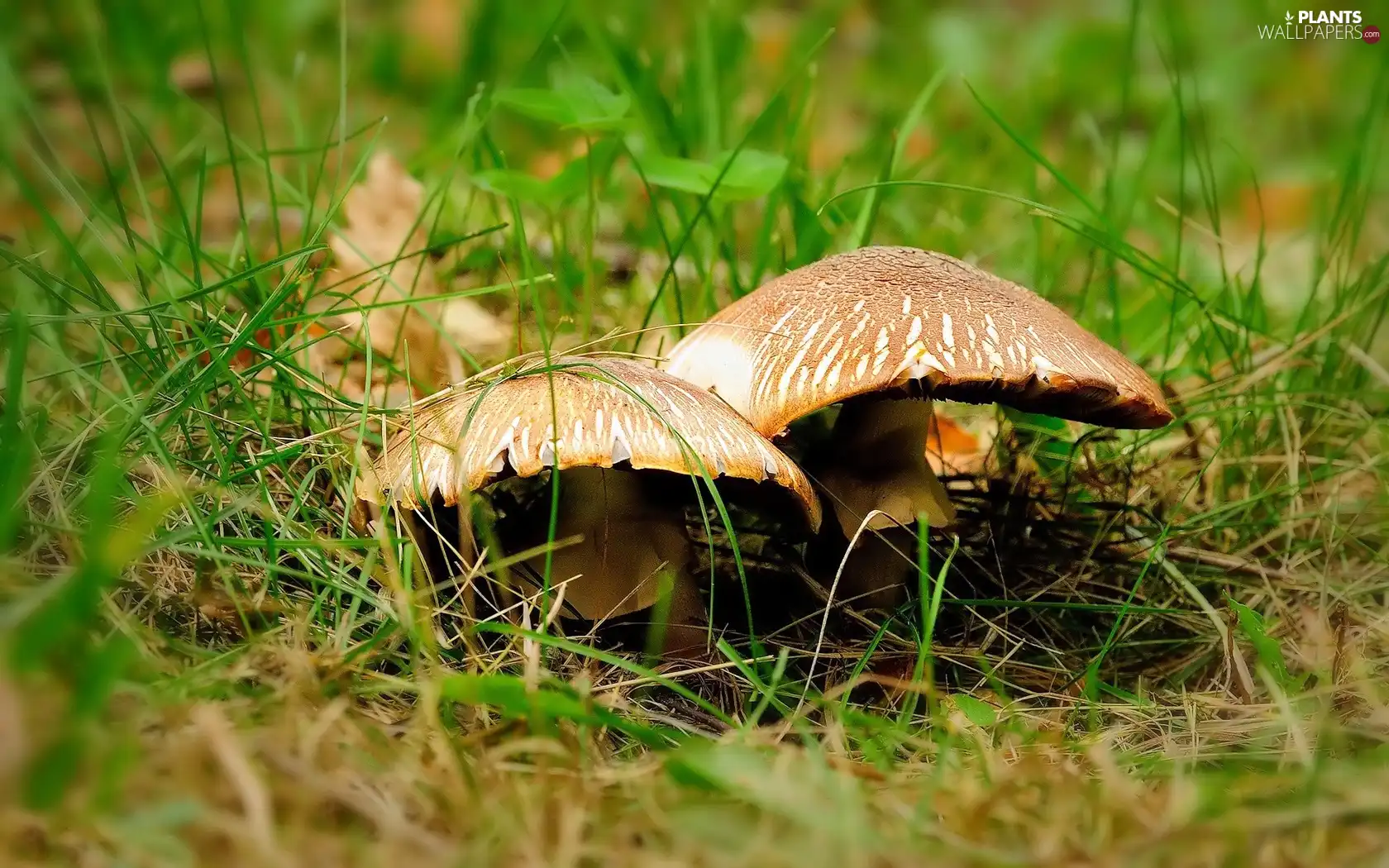 Leaf, mushrooms, grass