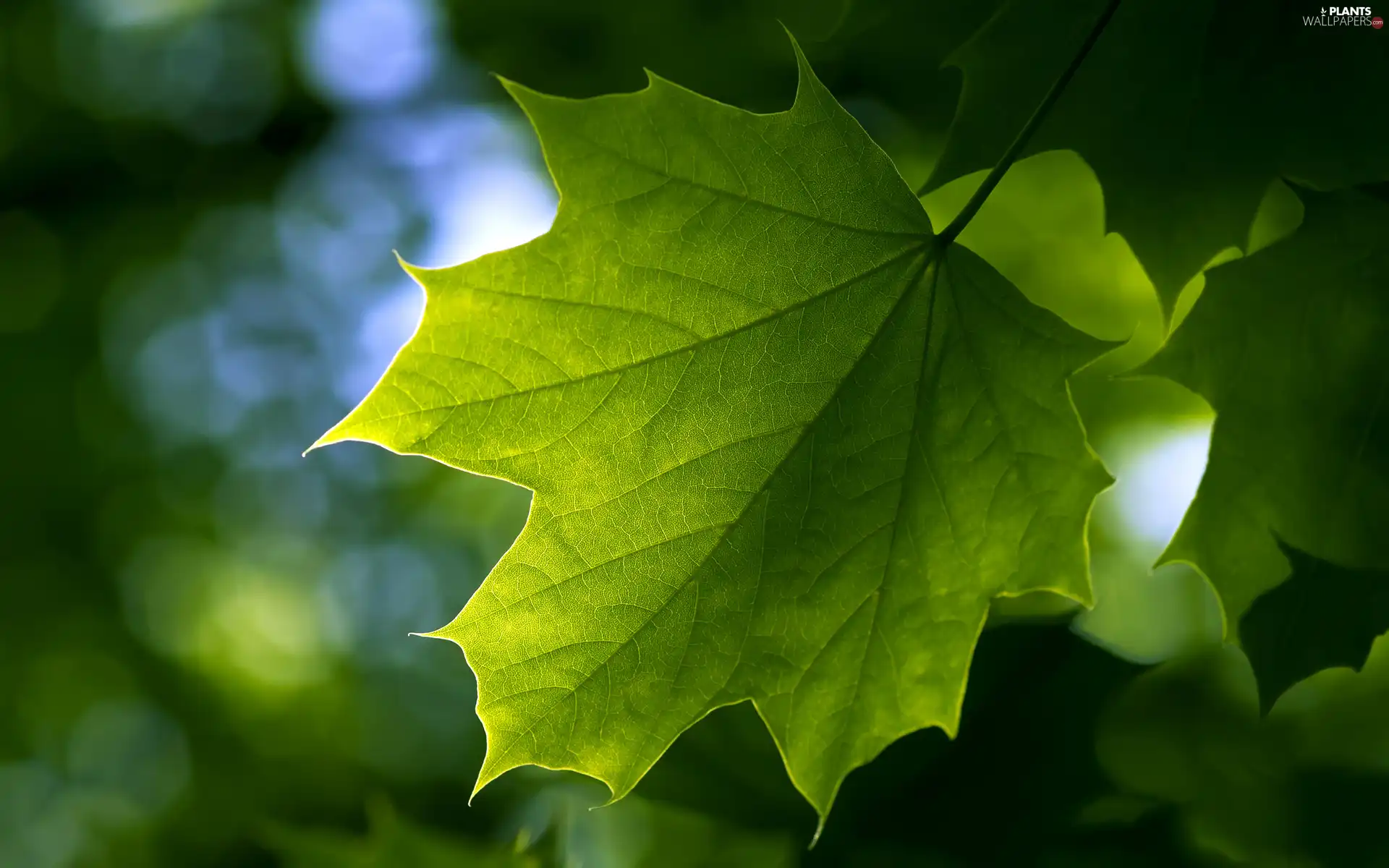 Green, leaf