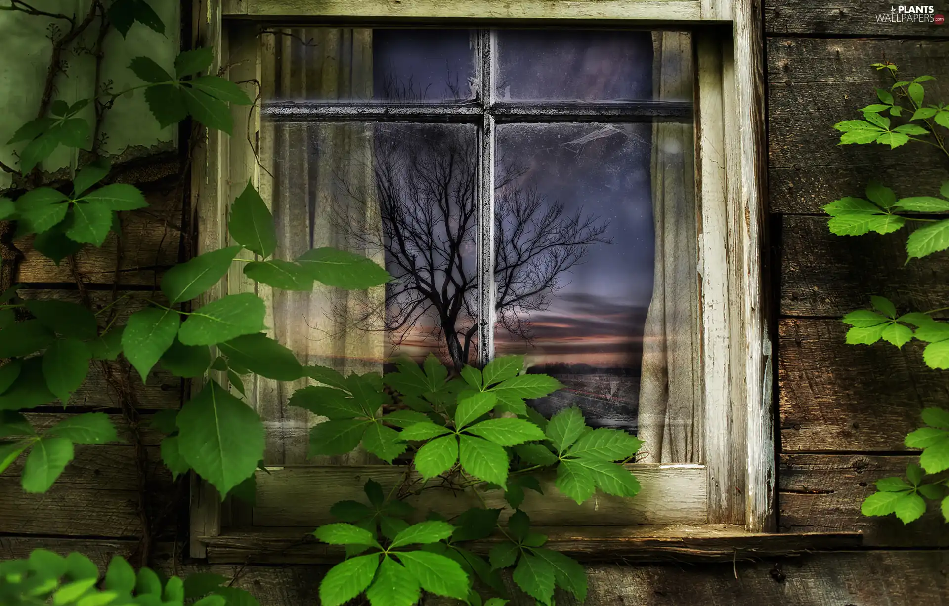 house, Window, Leaf, old