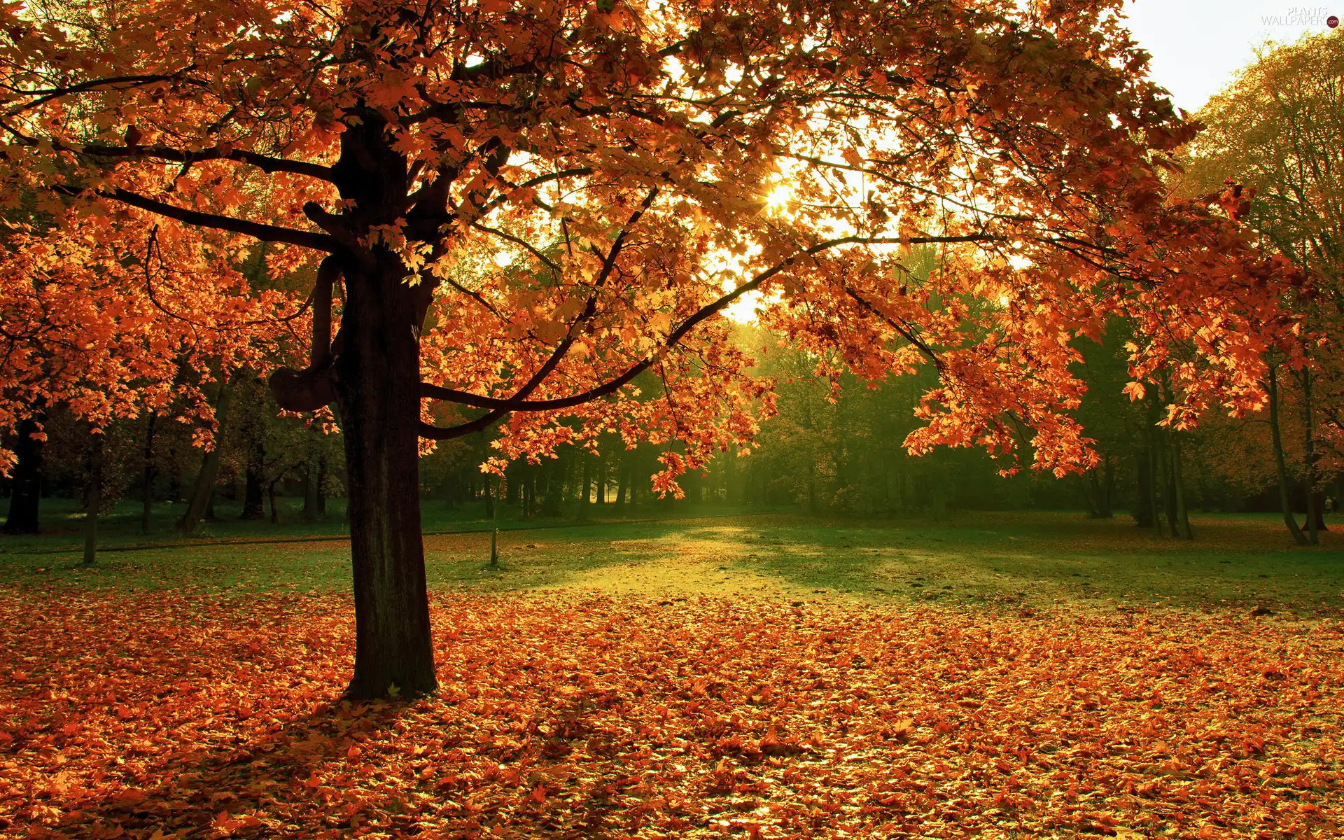 trees, autumn, fallen, Leaf, maple, Park
