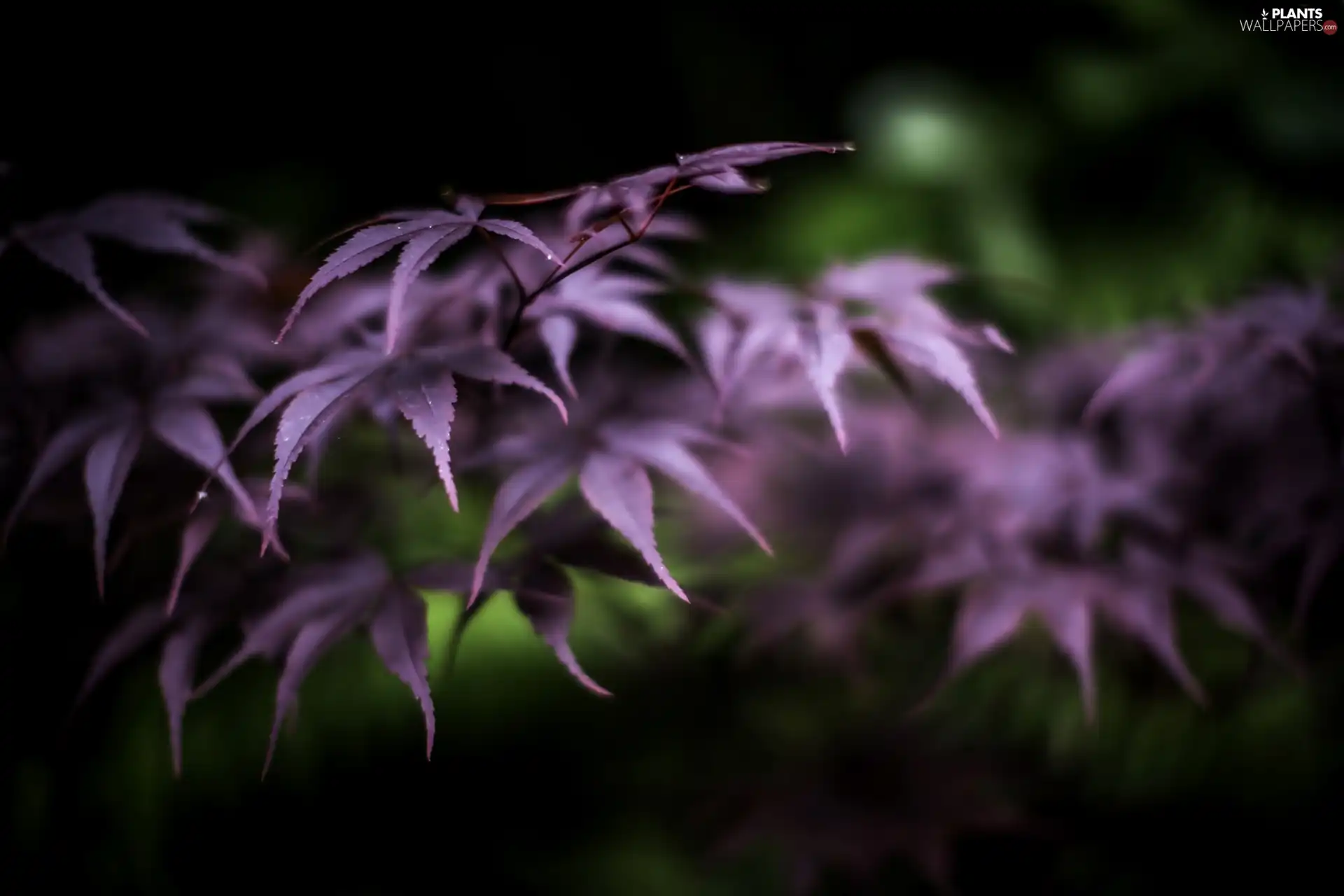 purple, Leaf