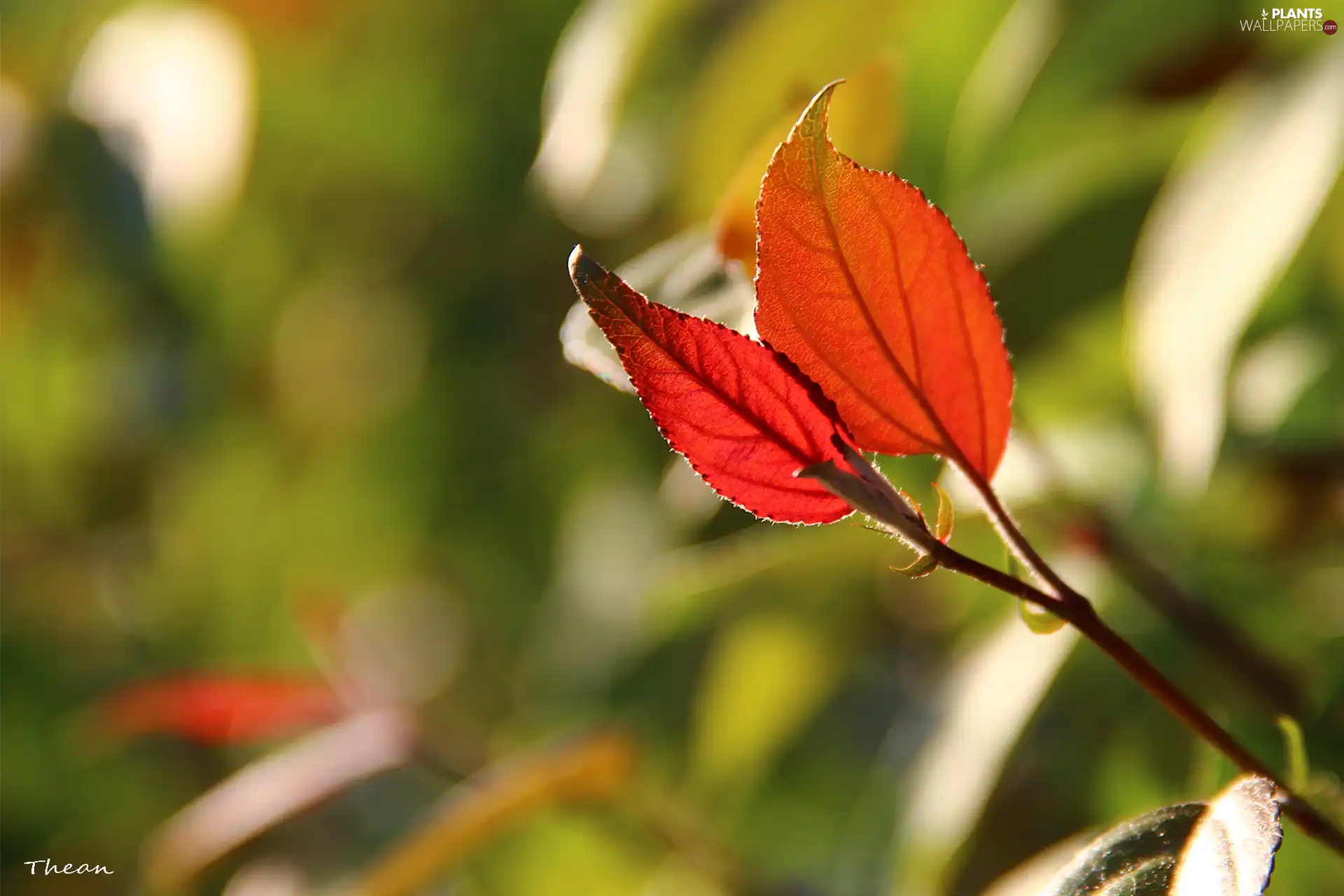 Red, Leaf