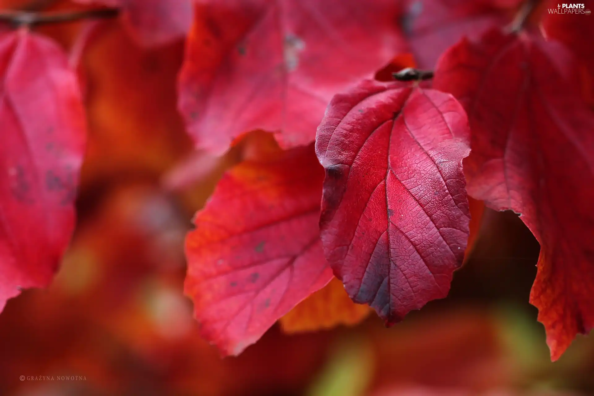 Leaf, Autumn, Red