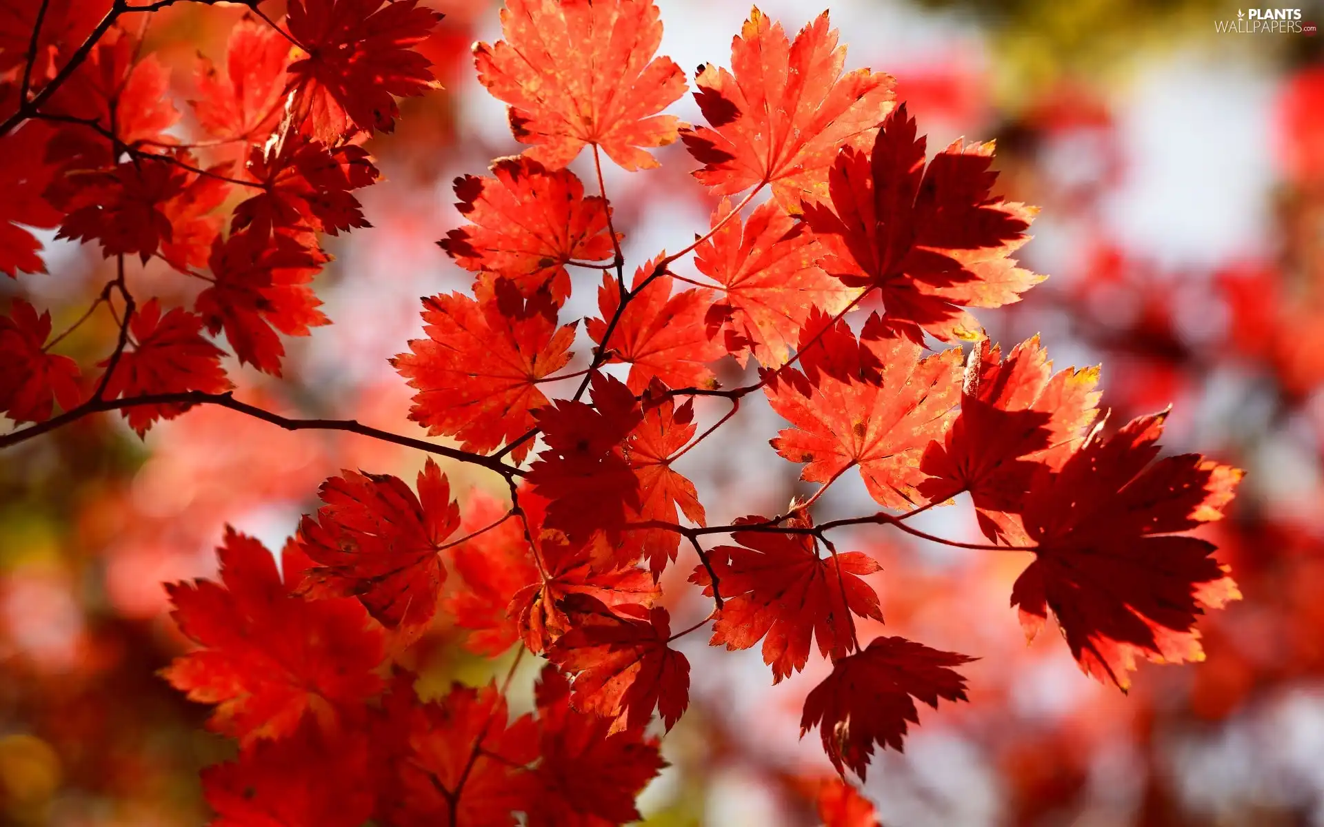 Red, maple, Twigs, Leaf