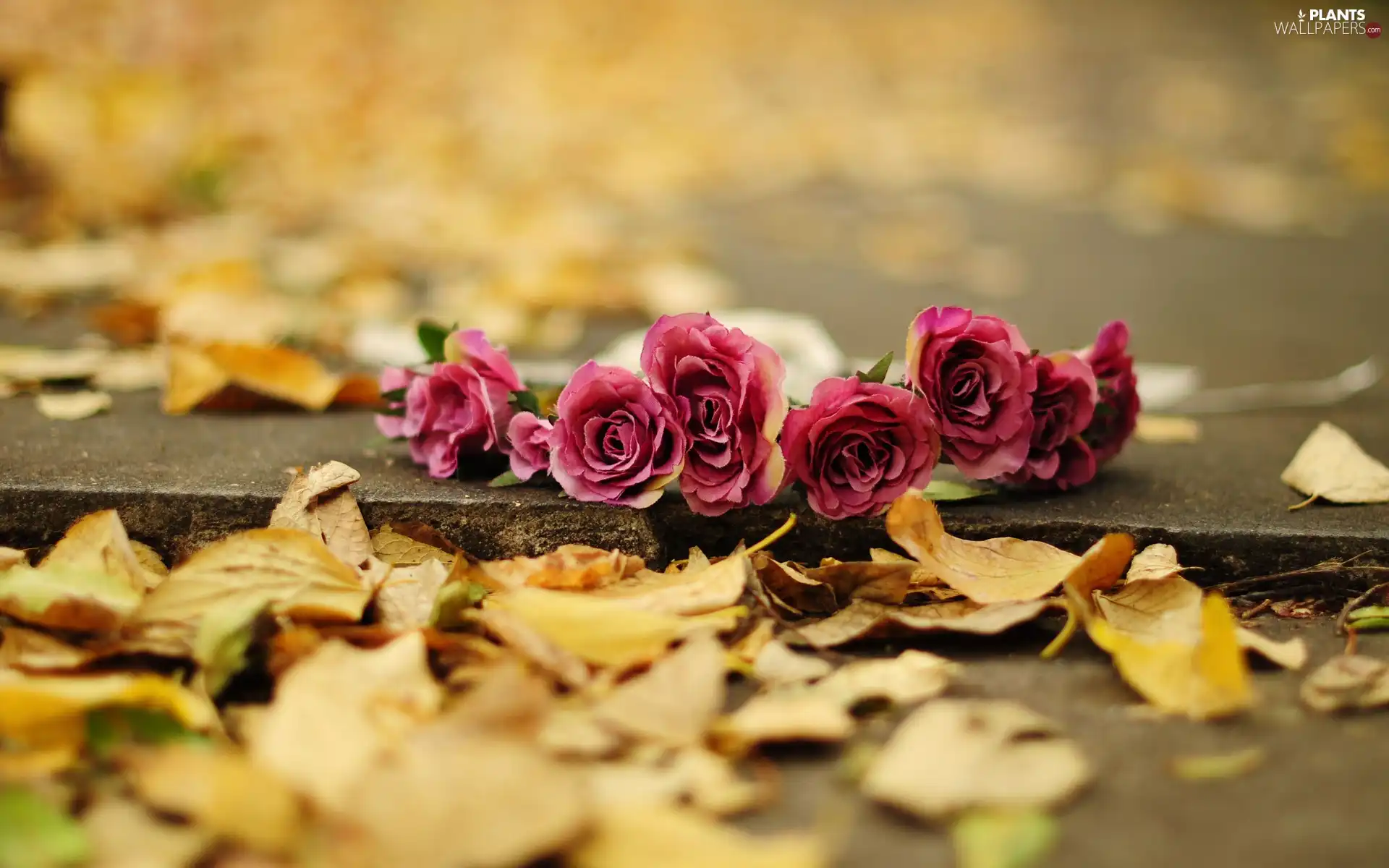 roses, Autumn, Leaf, ledge