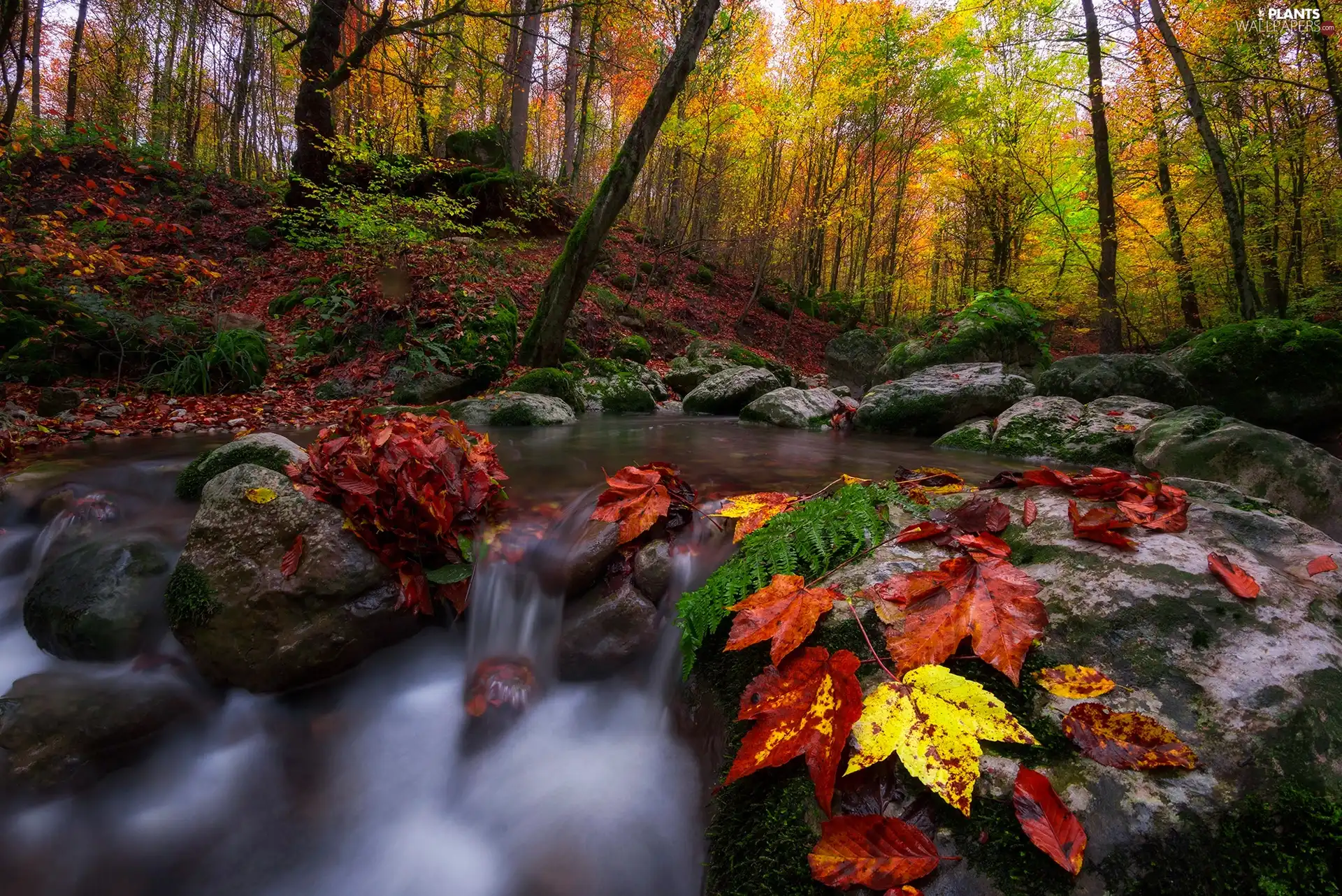 viewes, forest, stream, trees, autumn, Leaf, Stones