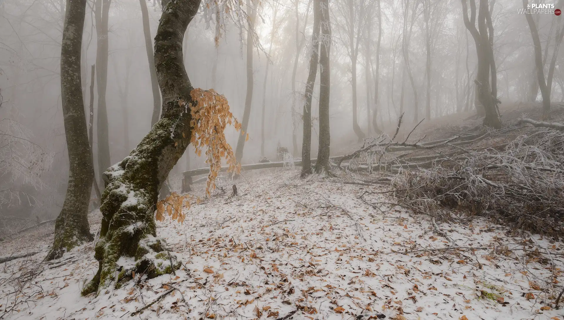 trees, viewes, trees, Fog, overturned, forest, winter, Leaf