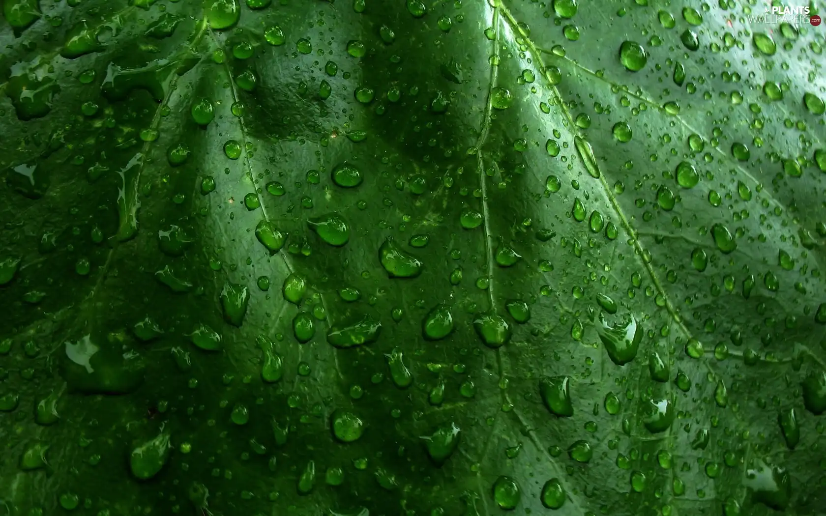 leaf, drops, water