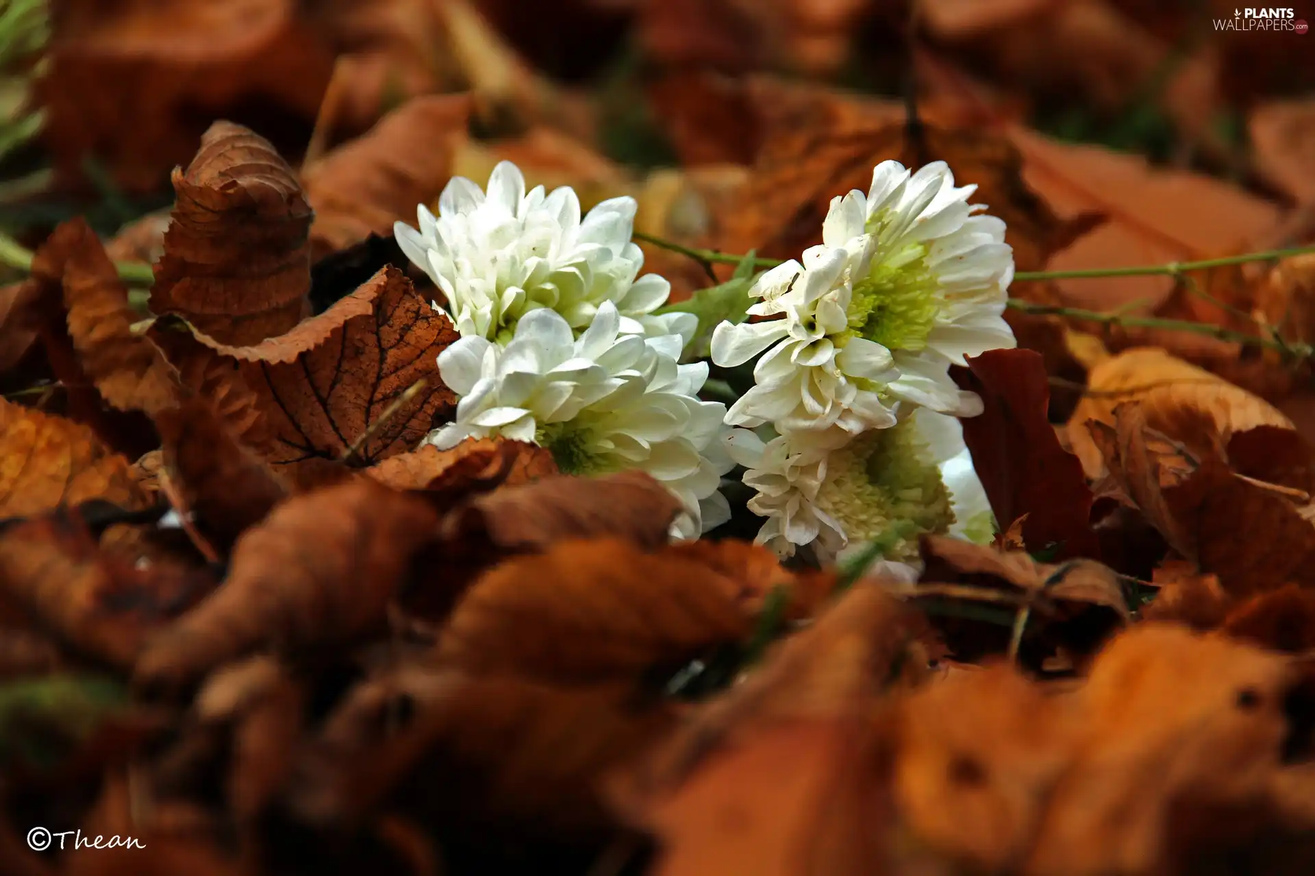 White, dry, Leaf, Flowers