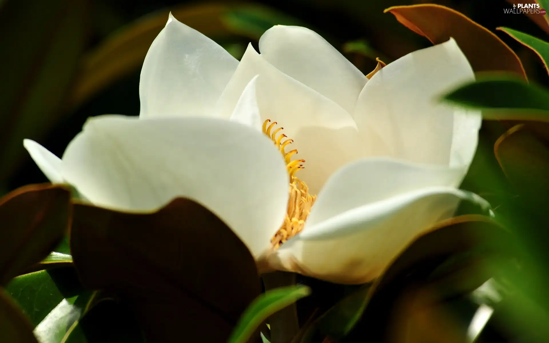 White, Colourfull Flowers, Leaf, Magnolia