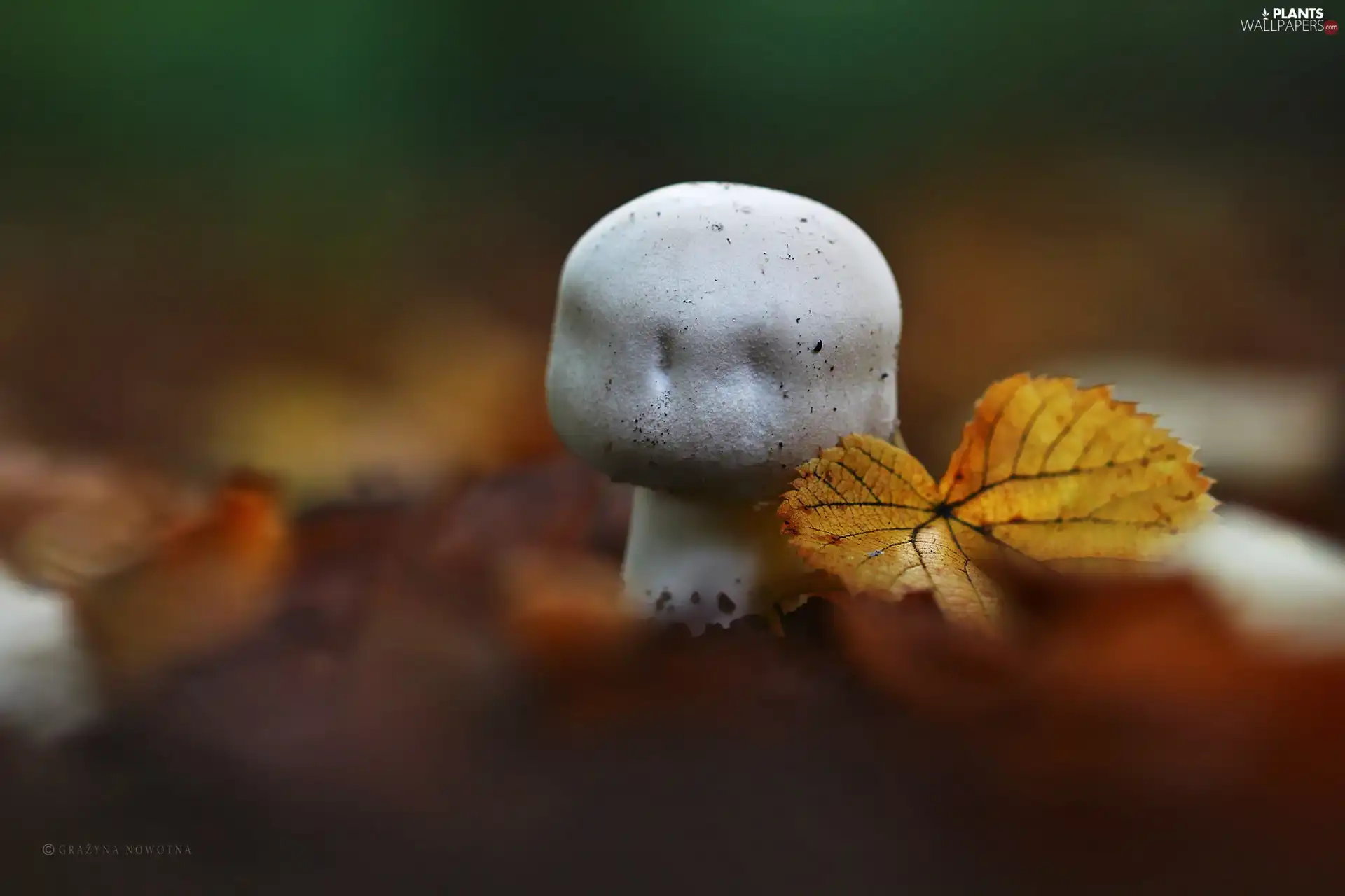 leaf, Mushrooms, White