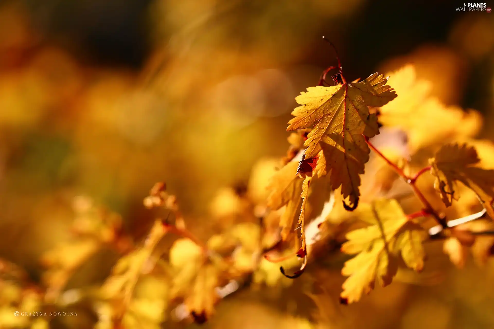 Leaf, Autumn, Yellow
