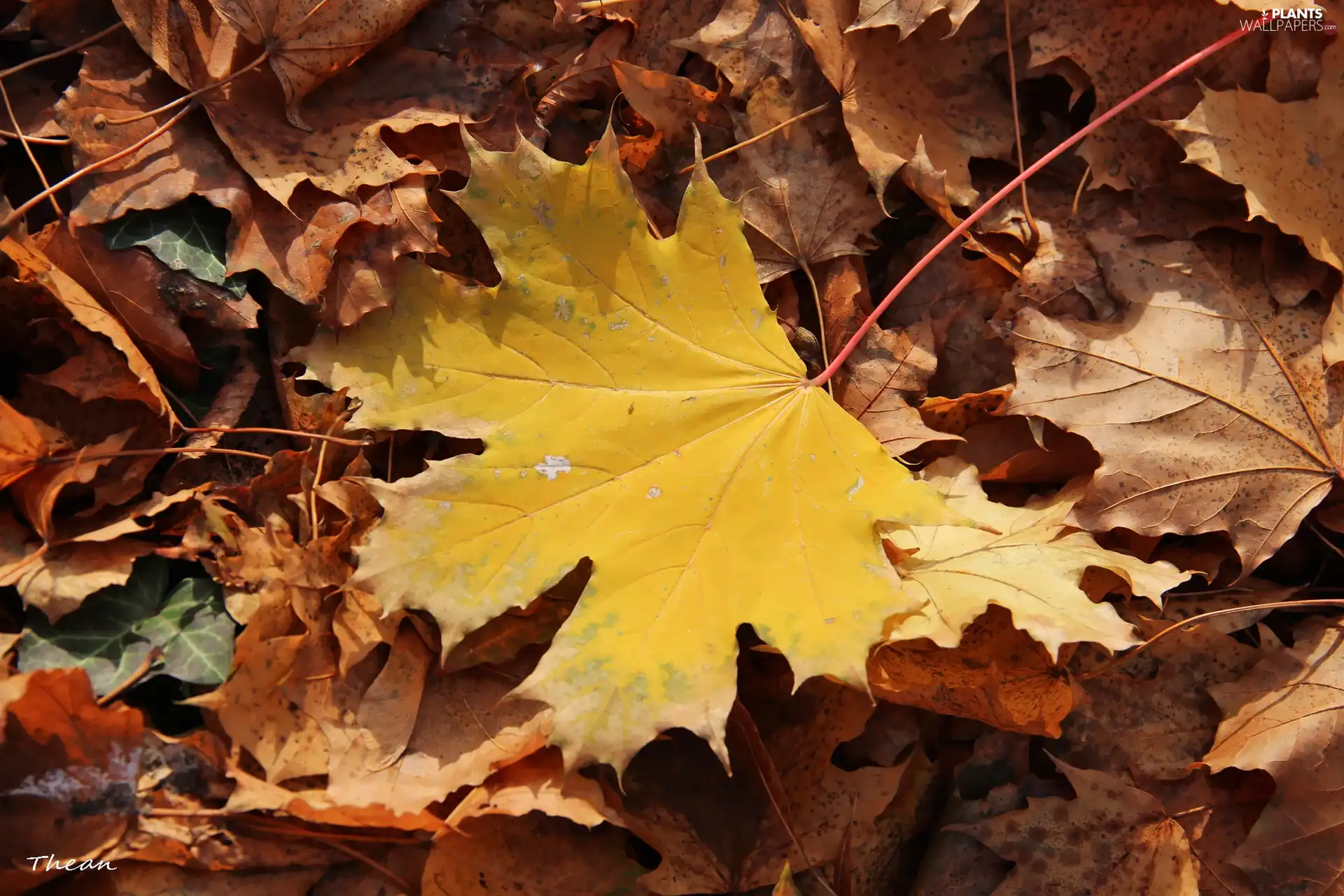 Yellow, dry, Leaf, leaf