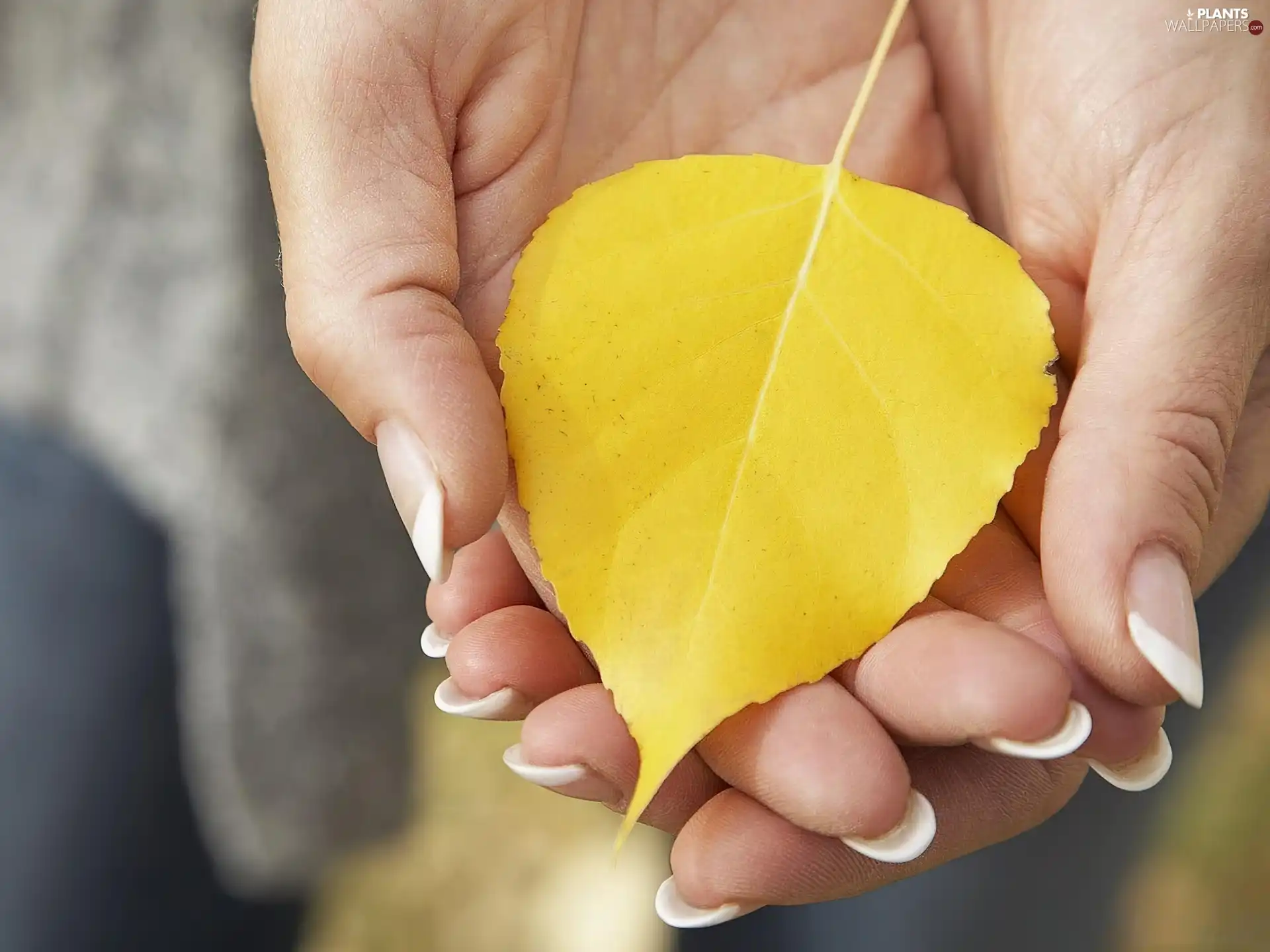 leaf, hands, Yellow