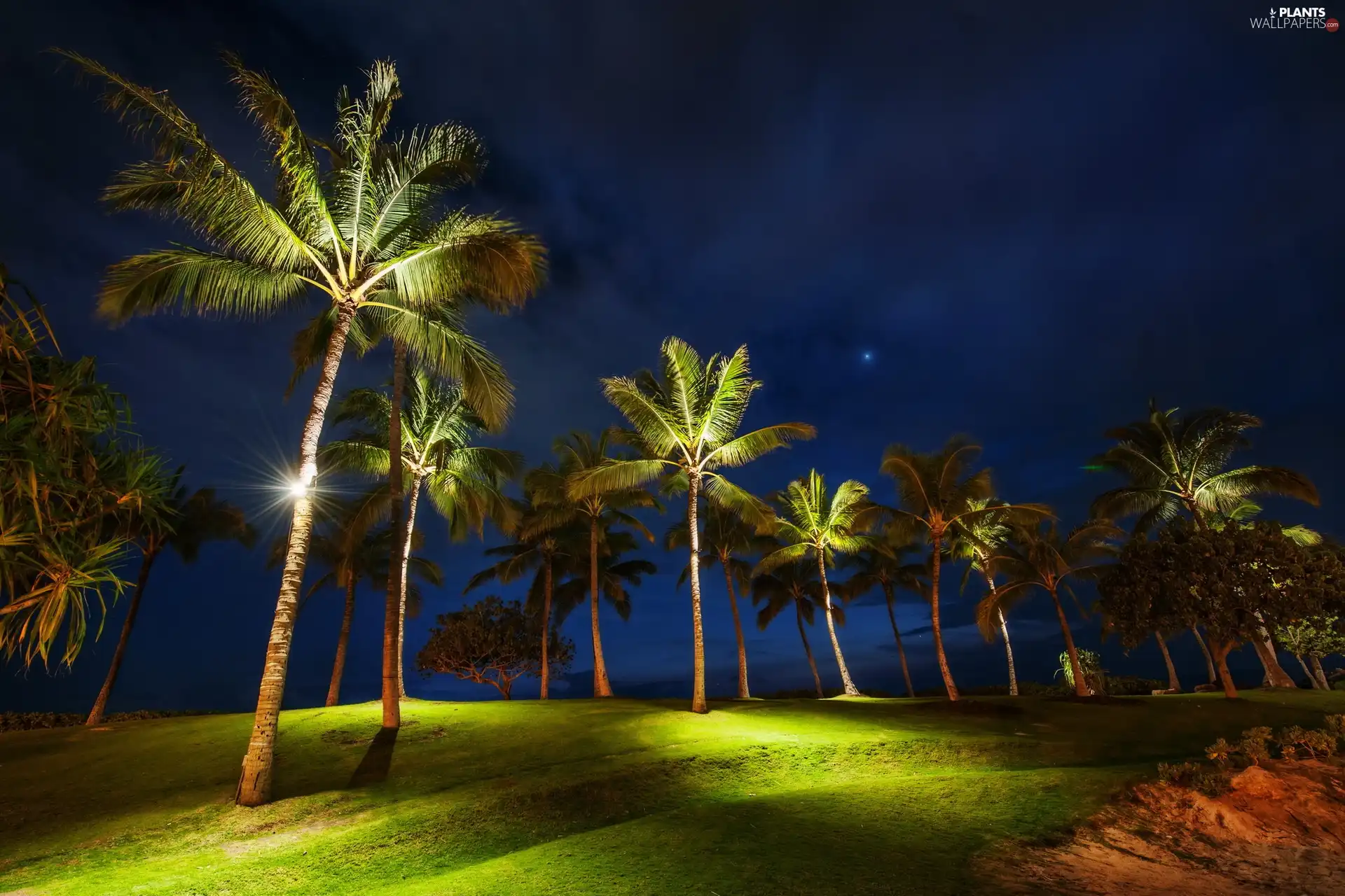 lighting, Palms, Night