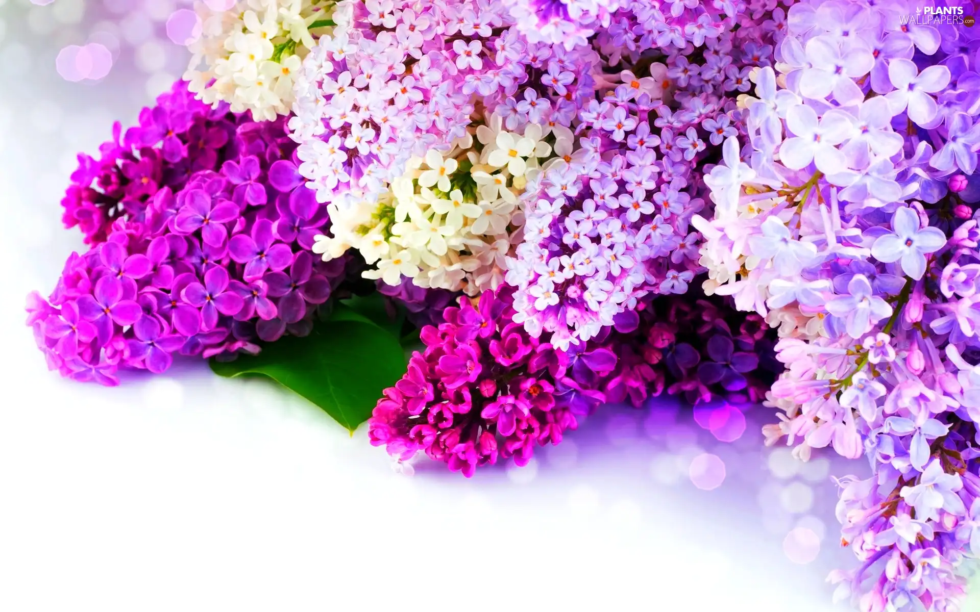 Flowers, lilac