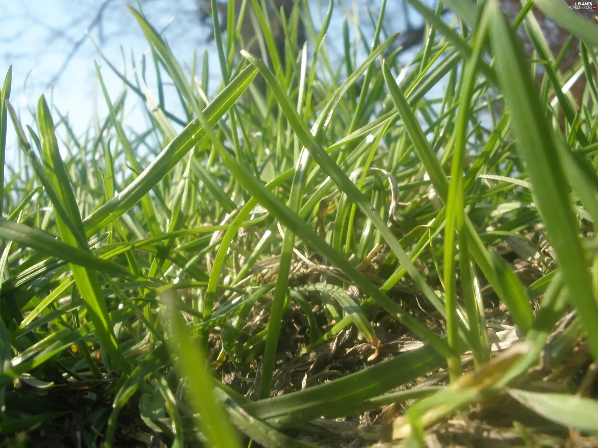 grass, litter