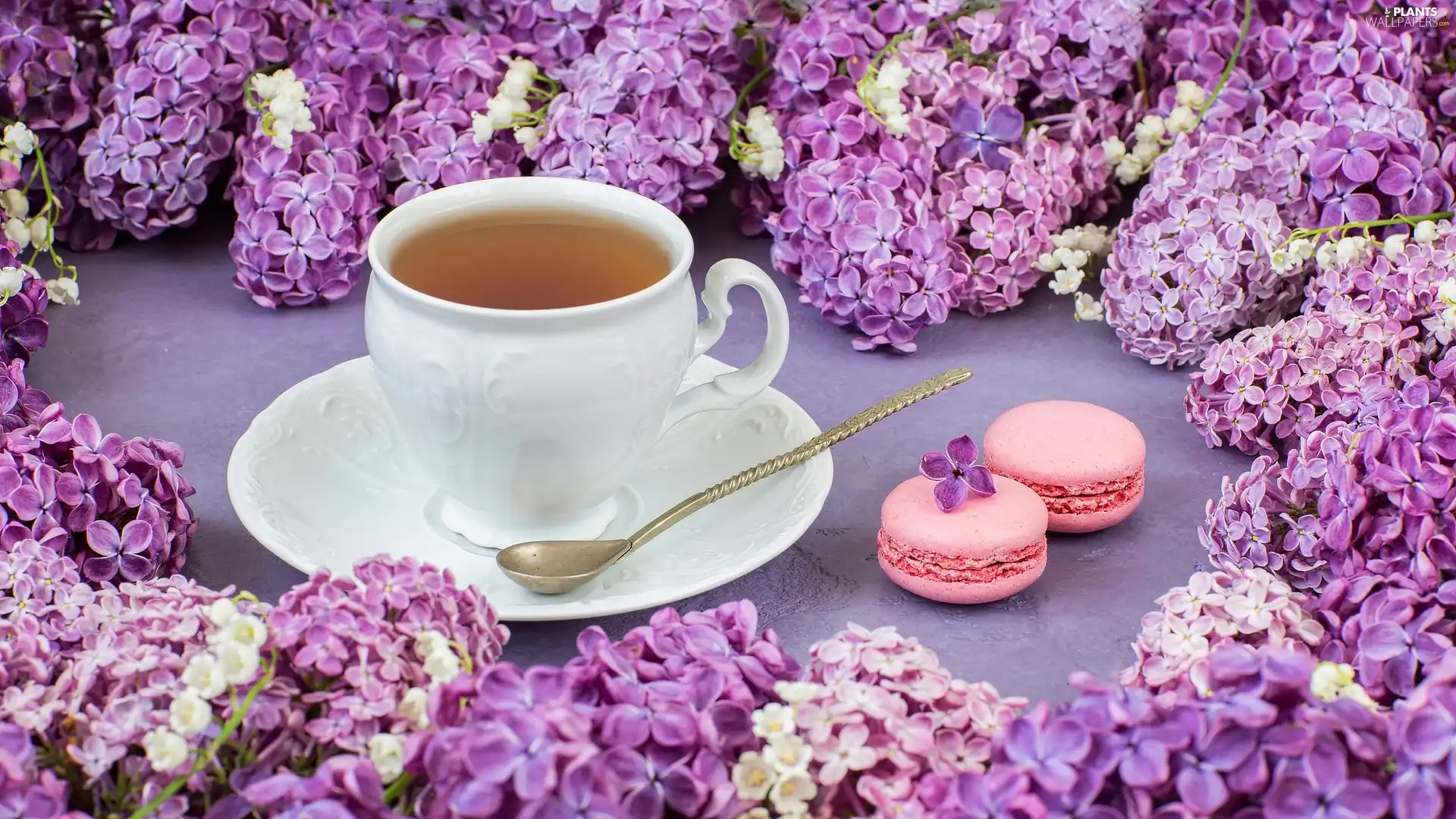 saucer, teaspoon, Twigs, Cookies, without, tea, cup, Macaroons
