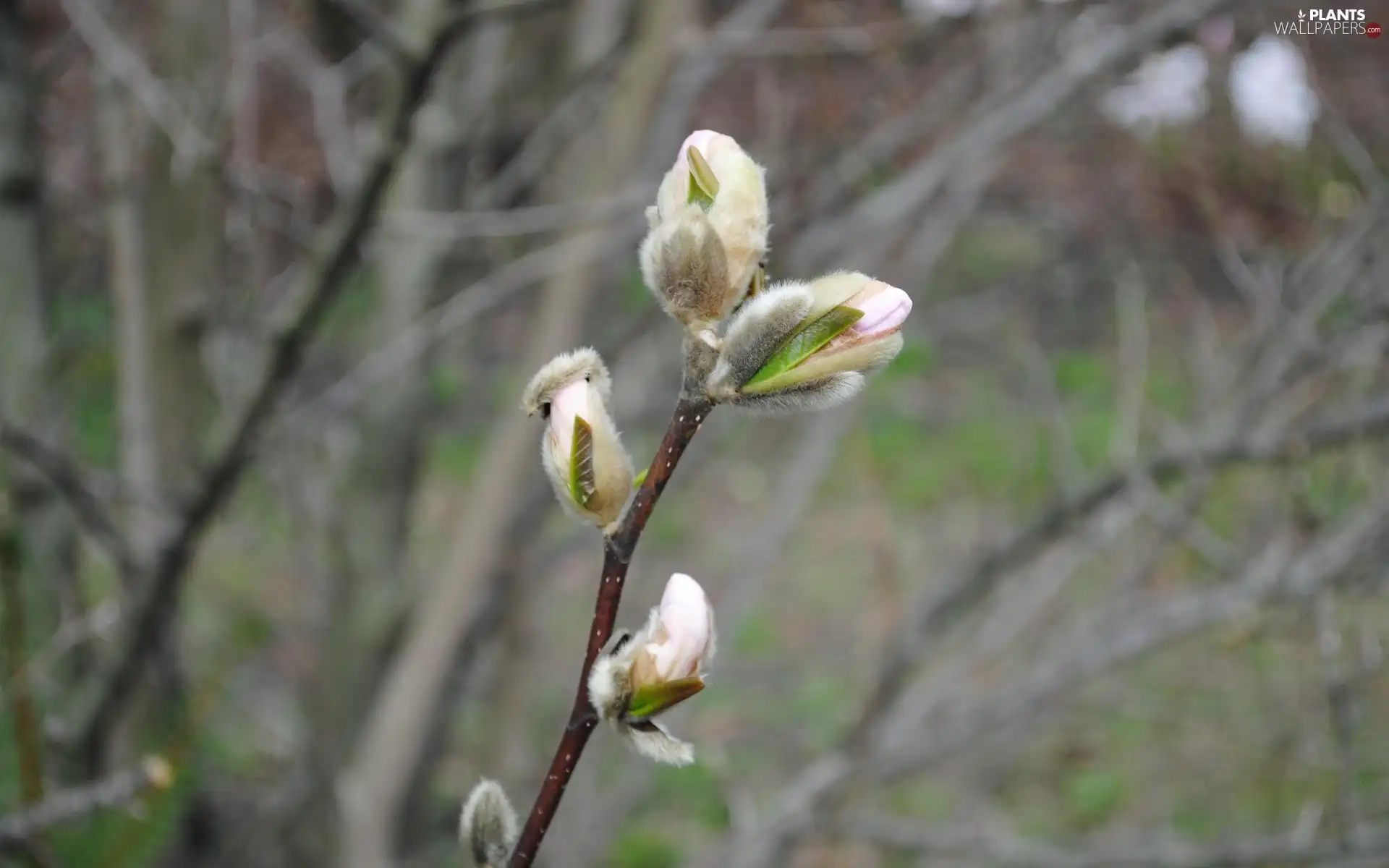 Blooming, Magnolia