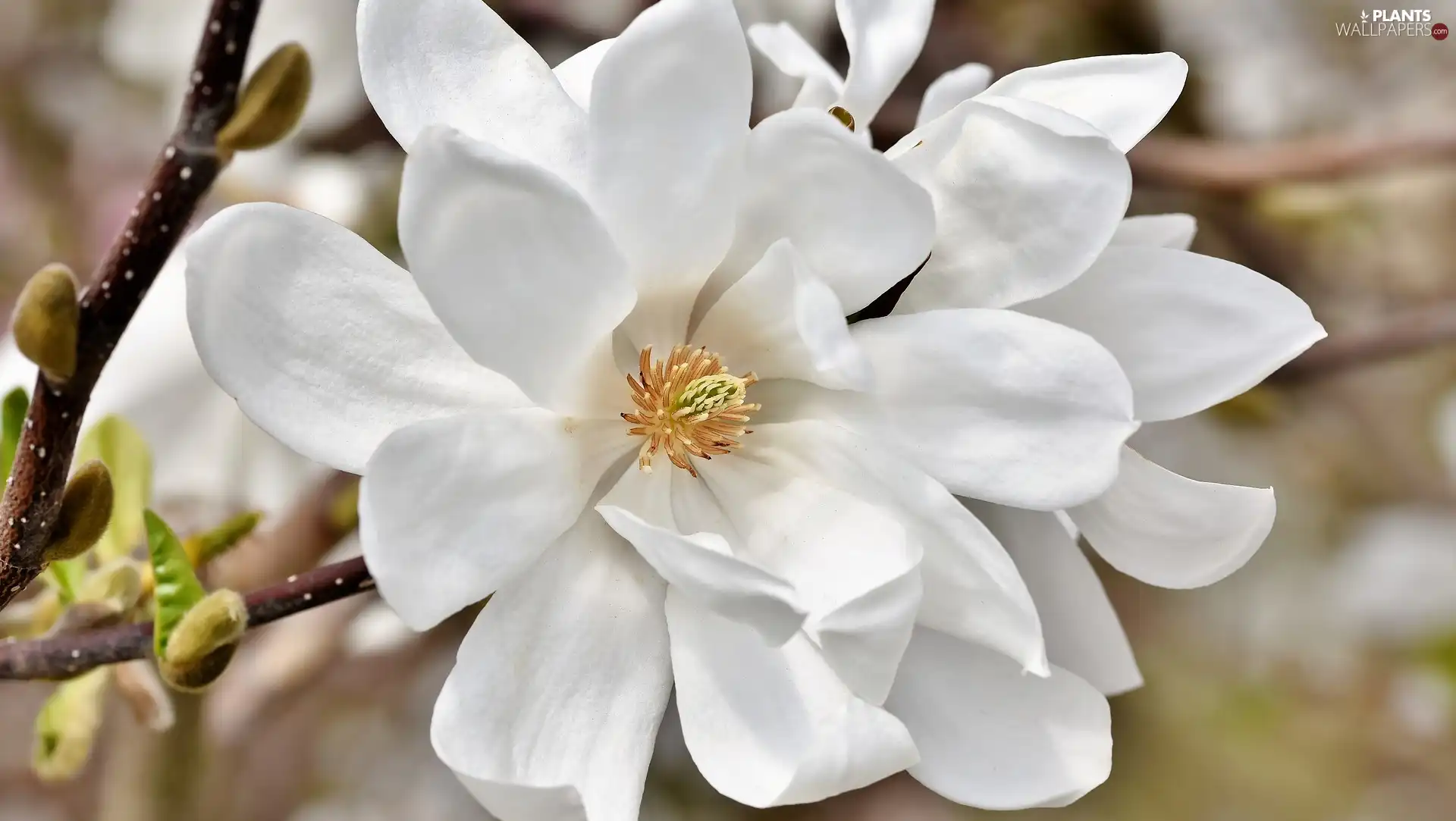 Magnolia, White, Blossoming