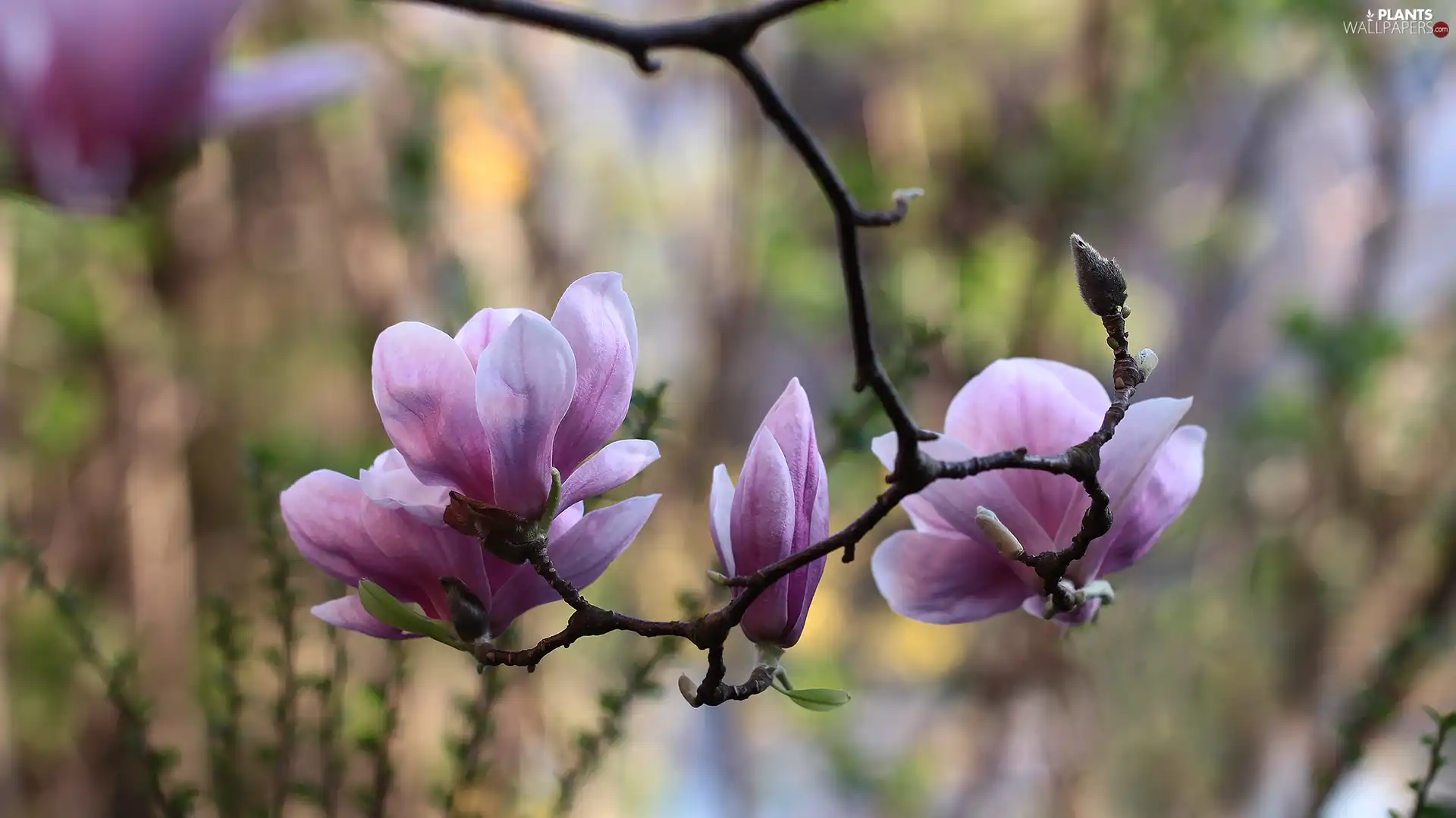 Pink, Flowers, twig, Magnolia