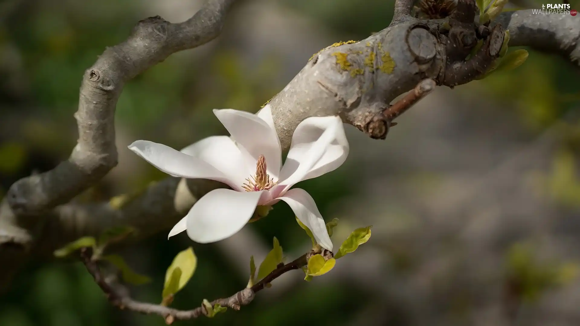 White, Magnolia, twig, Colourfull Flowers