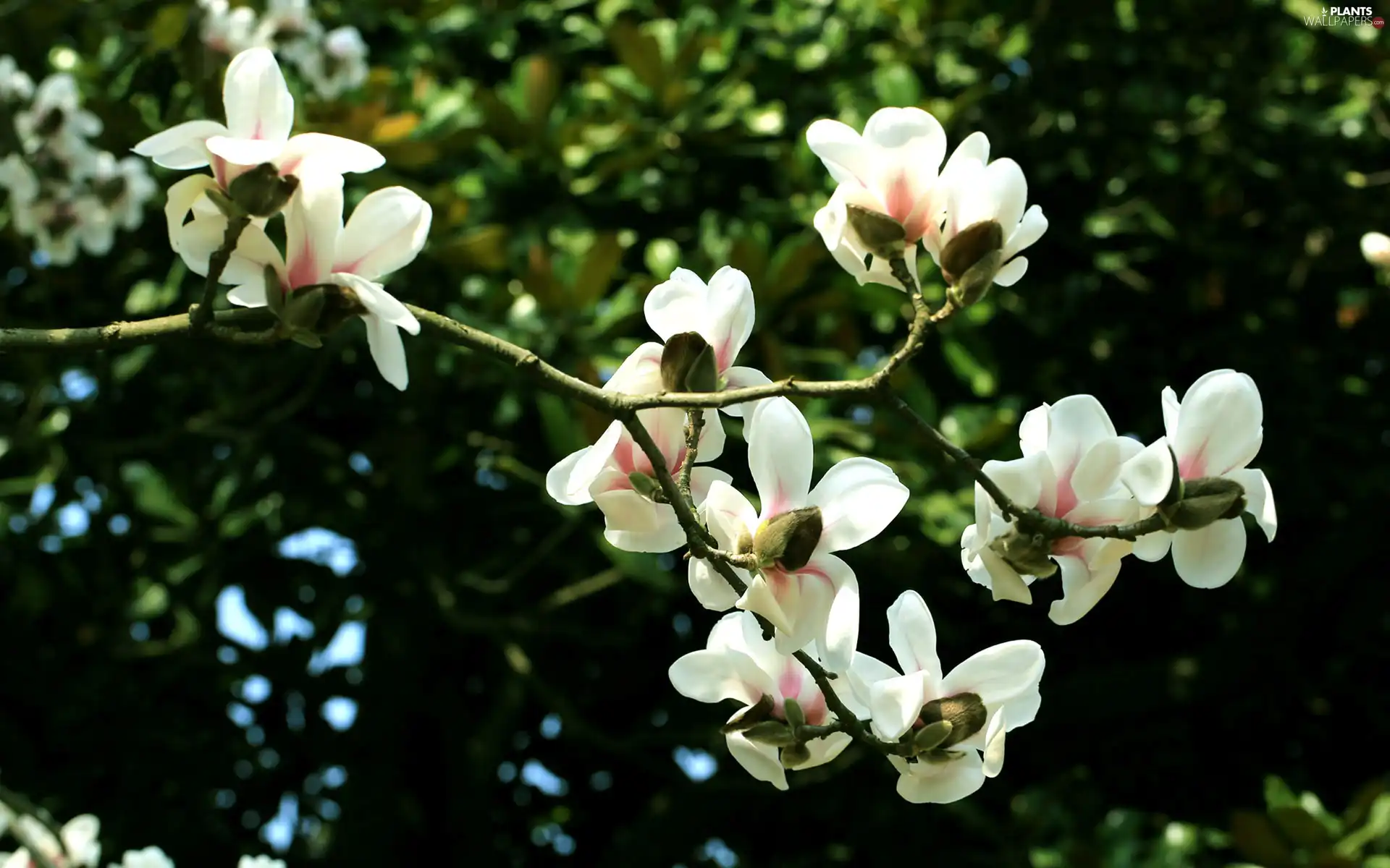 Magnolii, Flowers, white