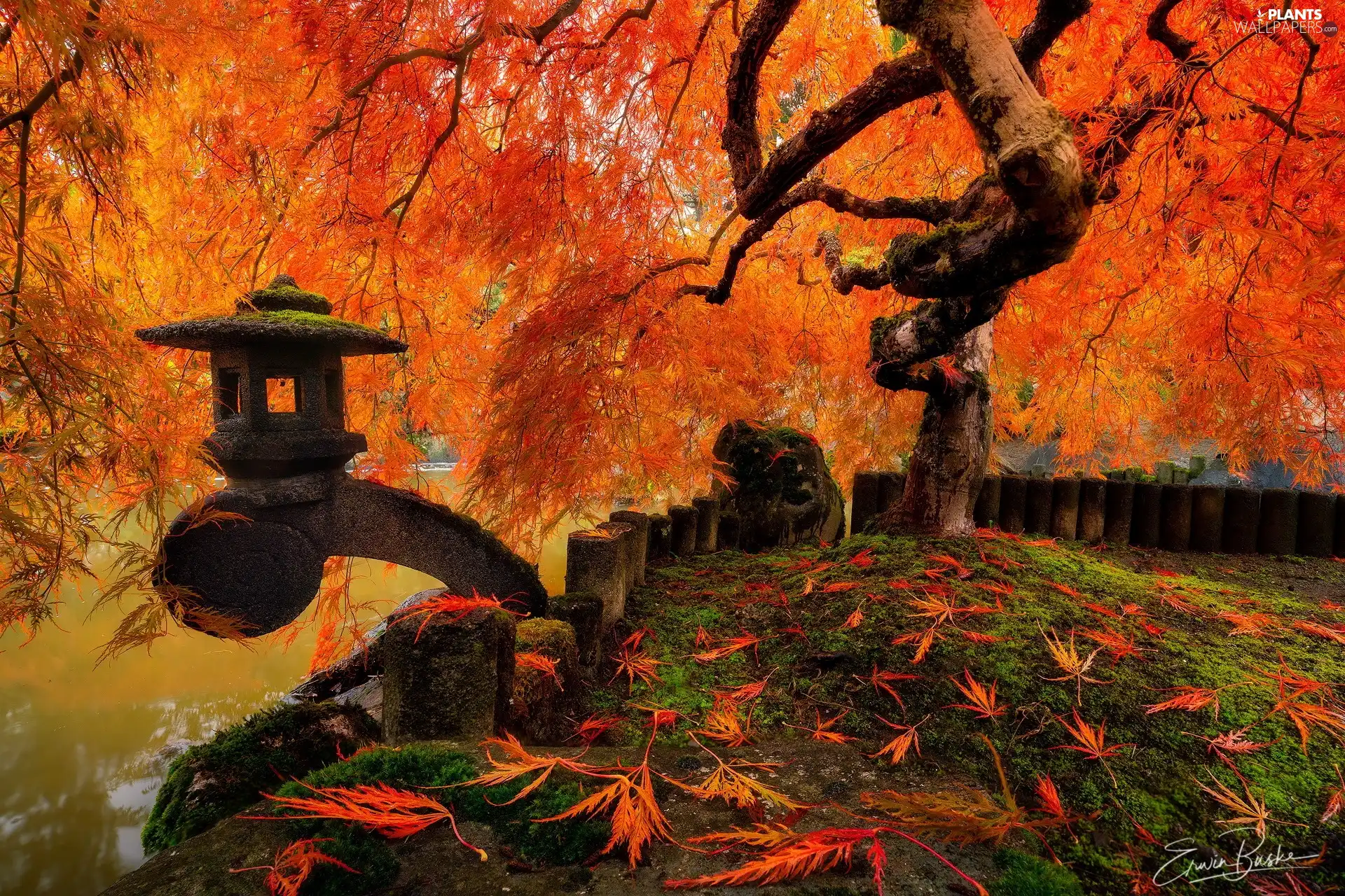 Leaf, fence, Japanese Maple, fallen, autumn