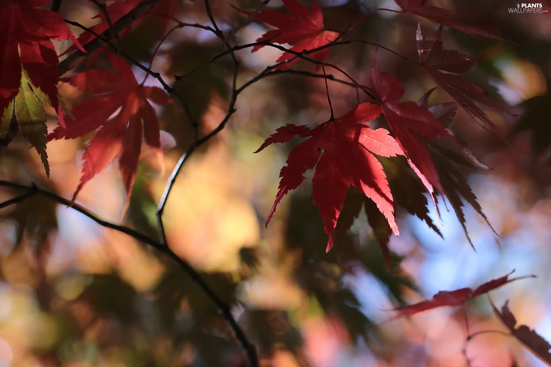 maple, Red, Leaf