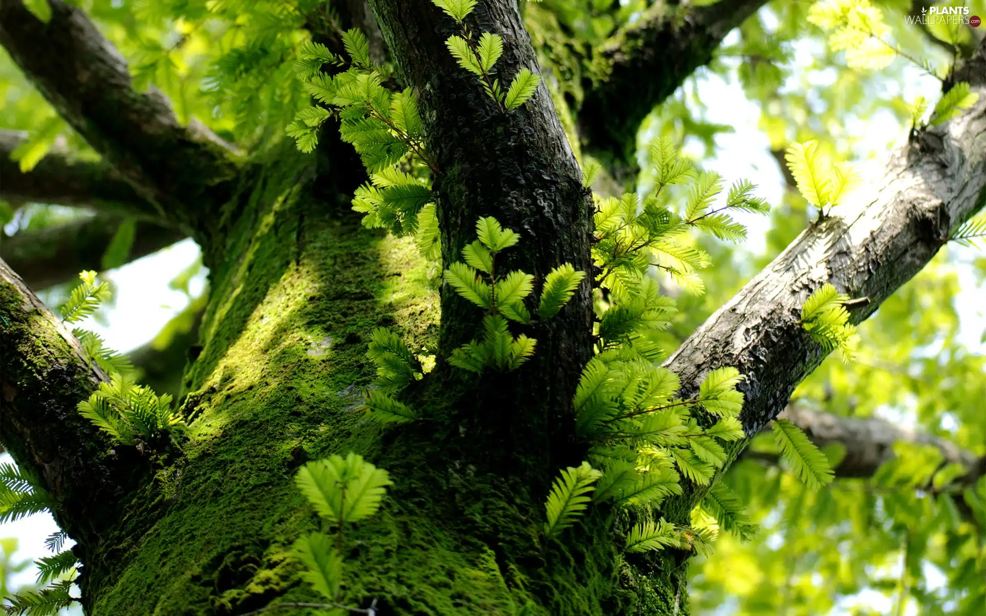 Moss, trunk, branch pics, Leaf, trees