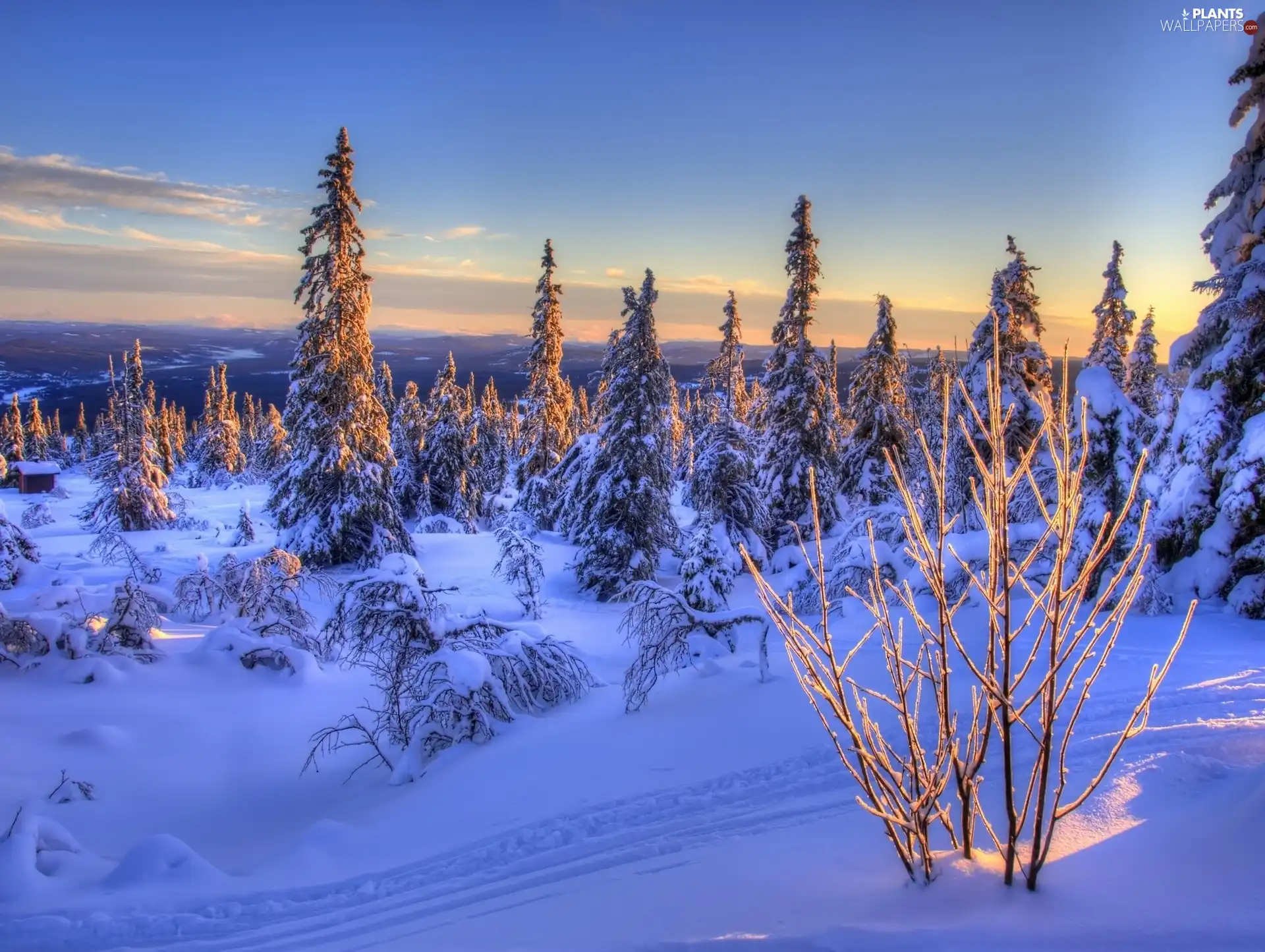 Mountains, winter, sun, Spruces, west