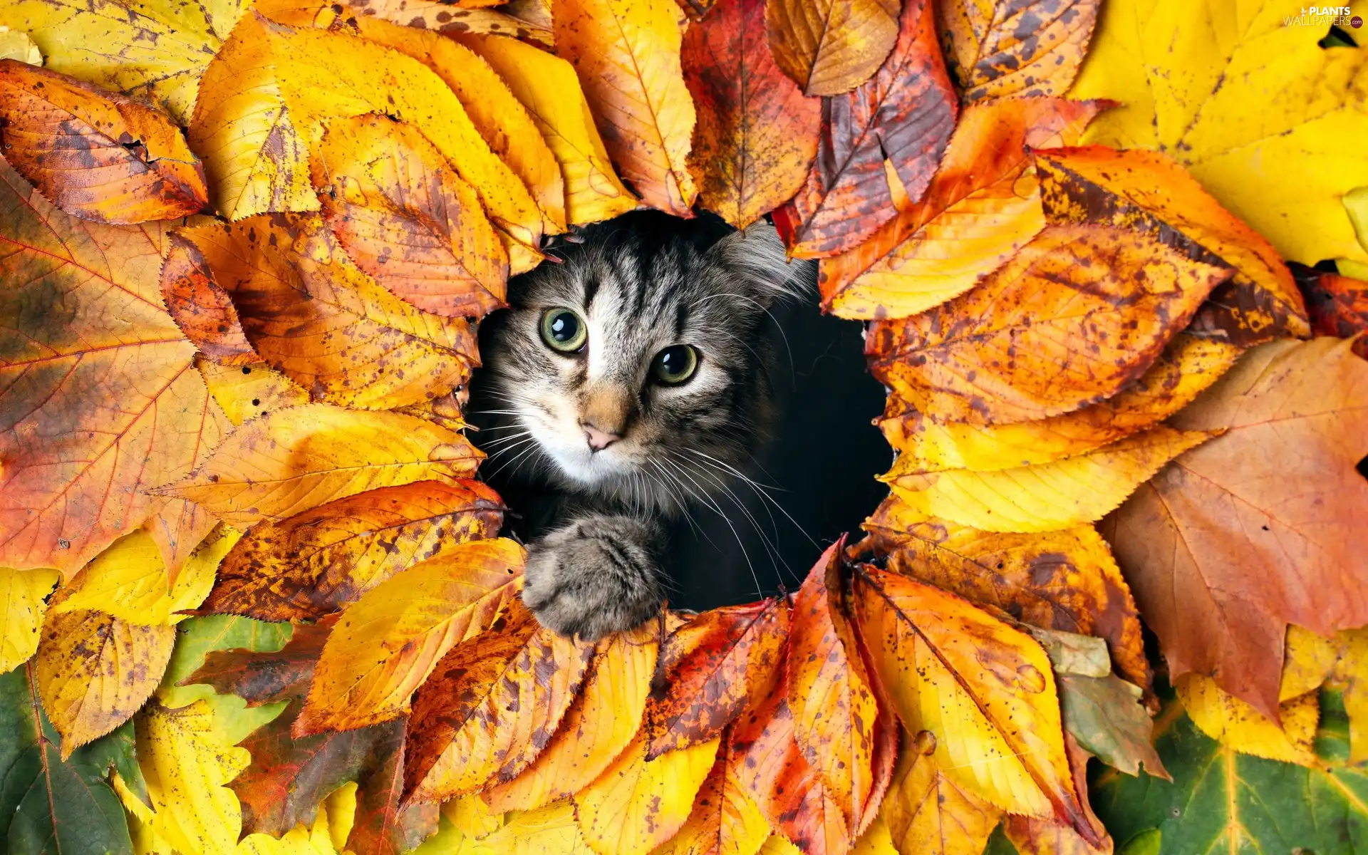 cat, Autumn, Leaf, muzzle