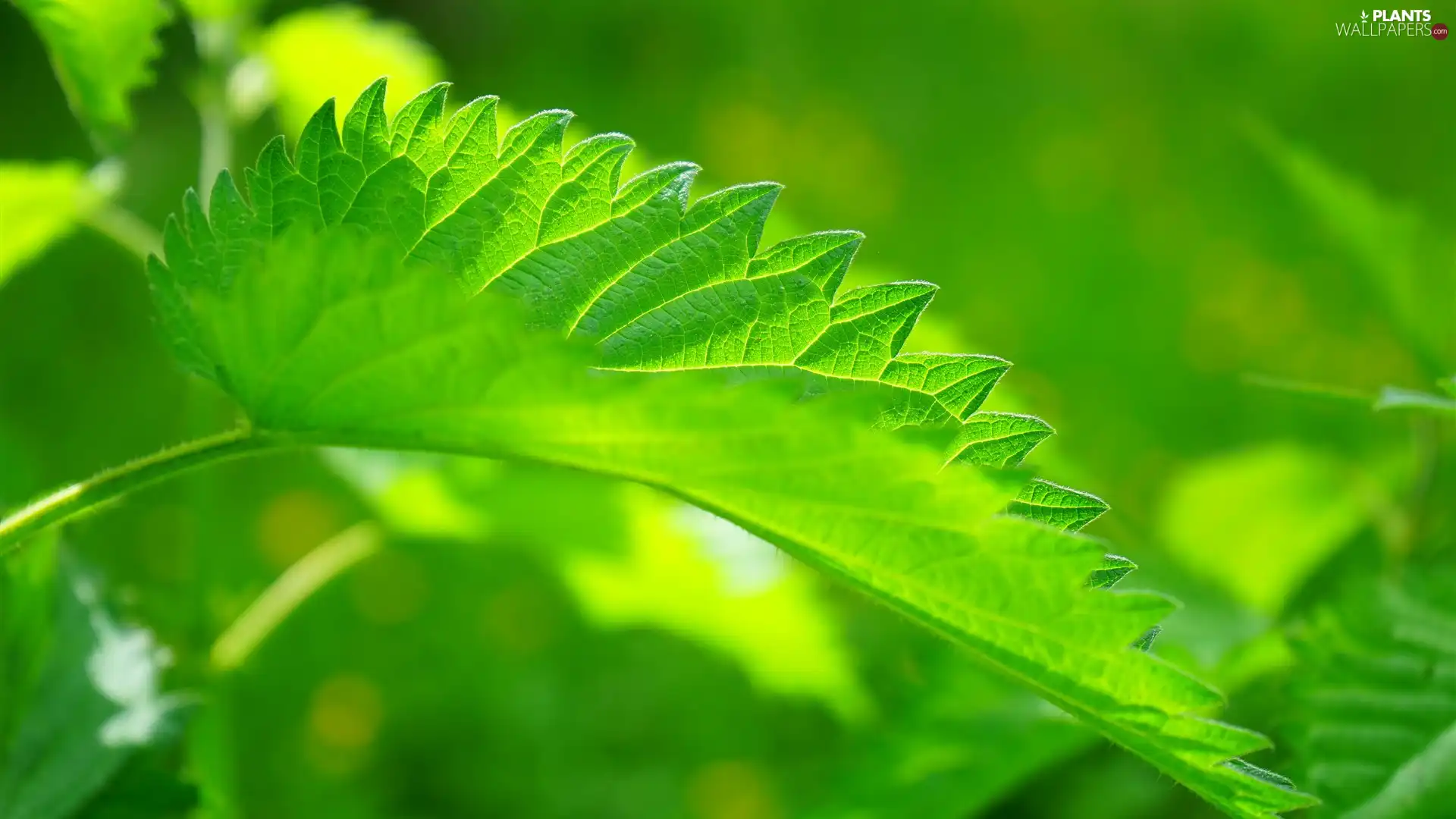 nettle, Green, leaf
