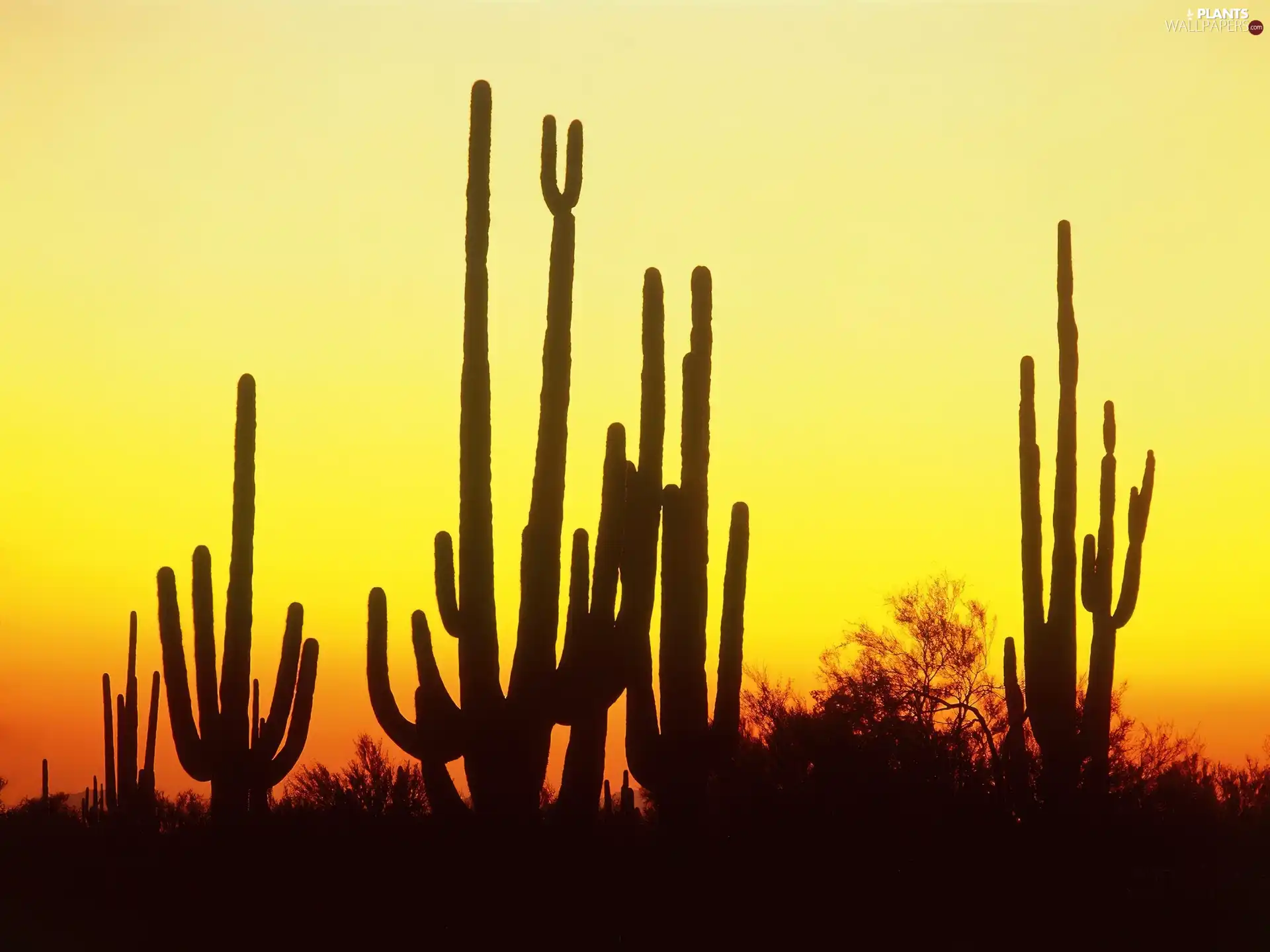 North, Arizona, Desert, america, Cactus