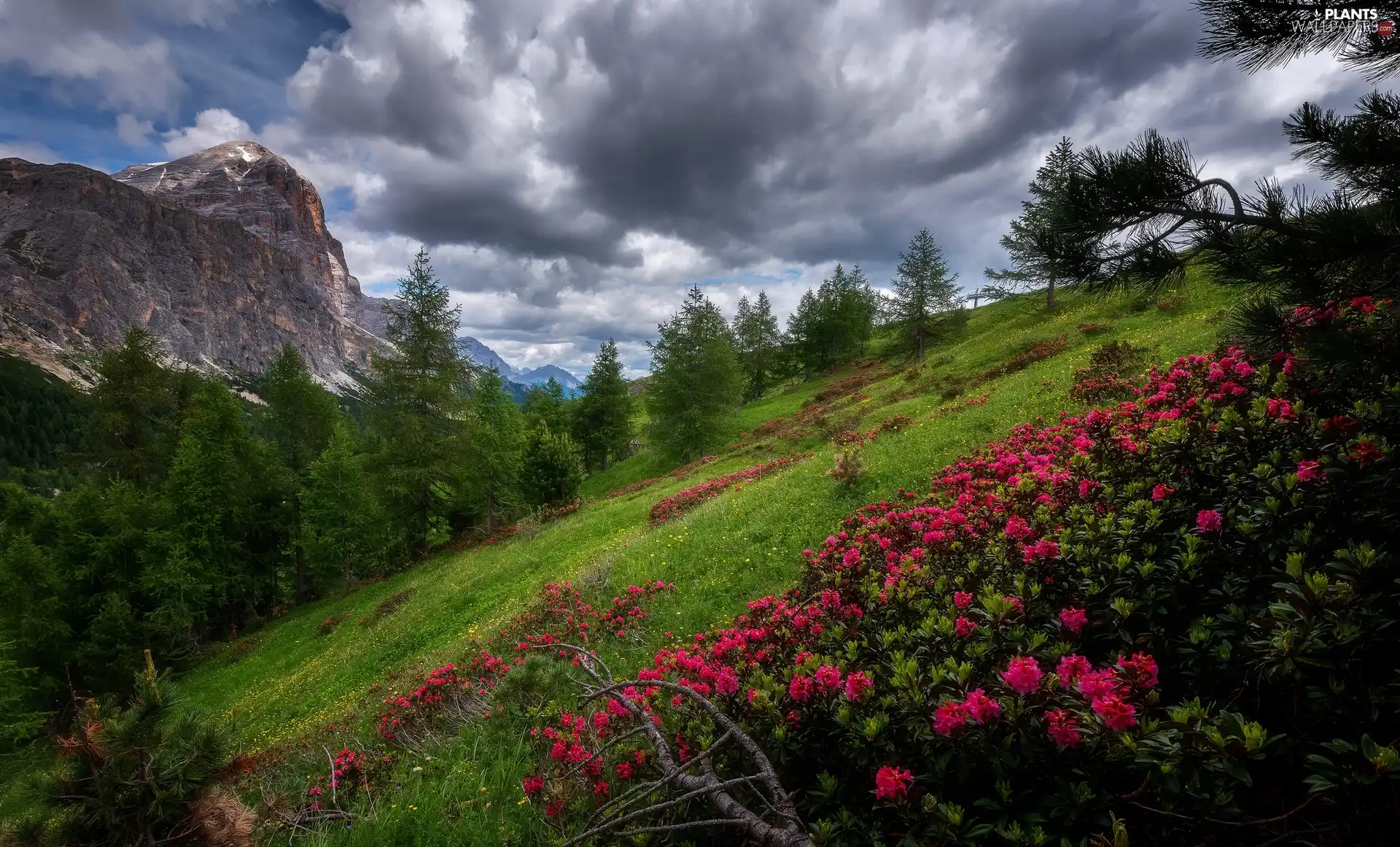 viewes, Mountains, dark, rhododendron, Falzarego Pass, Italy, Province of Belluno, trees, Dolomites, Hill, clouds