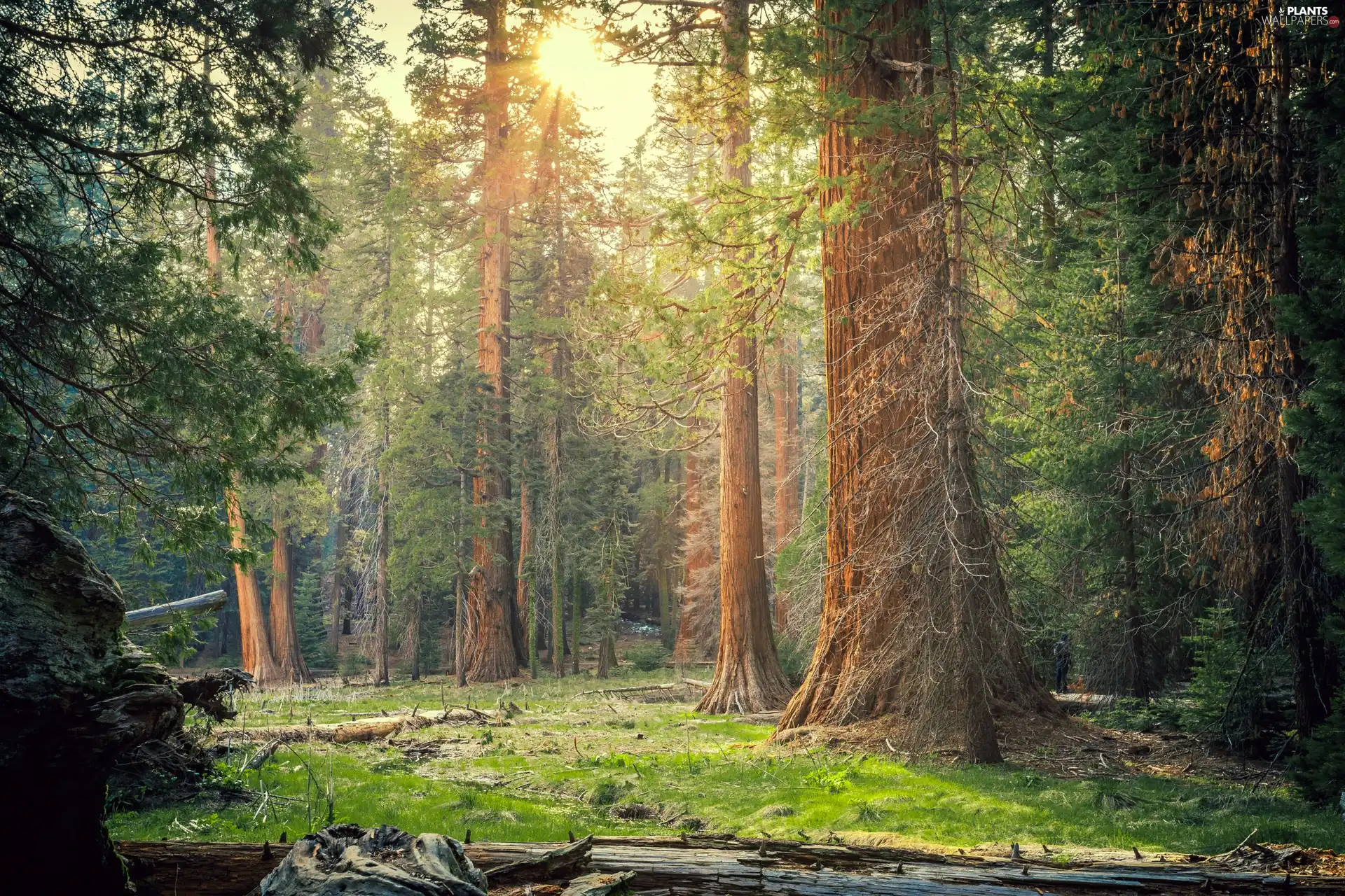 forest, trees, State of California, viewes, redwoods, Sequoia National Park, The United States