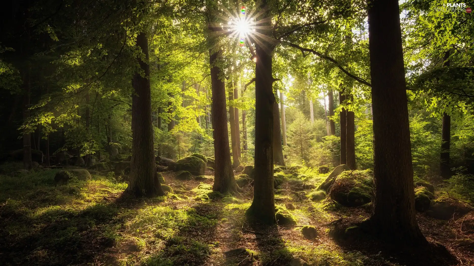 forest, viewes, rays of the Sun, trees