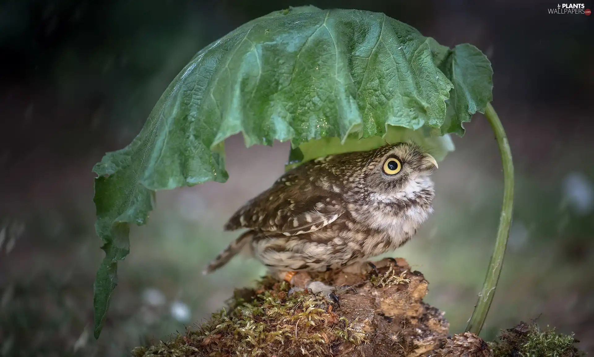 owl, leaf
